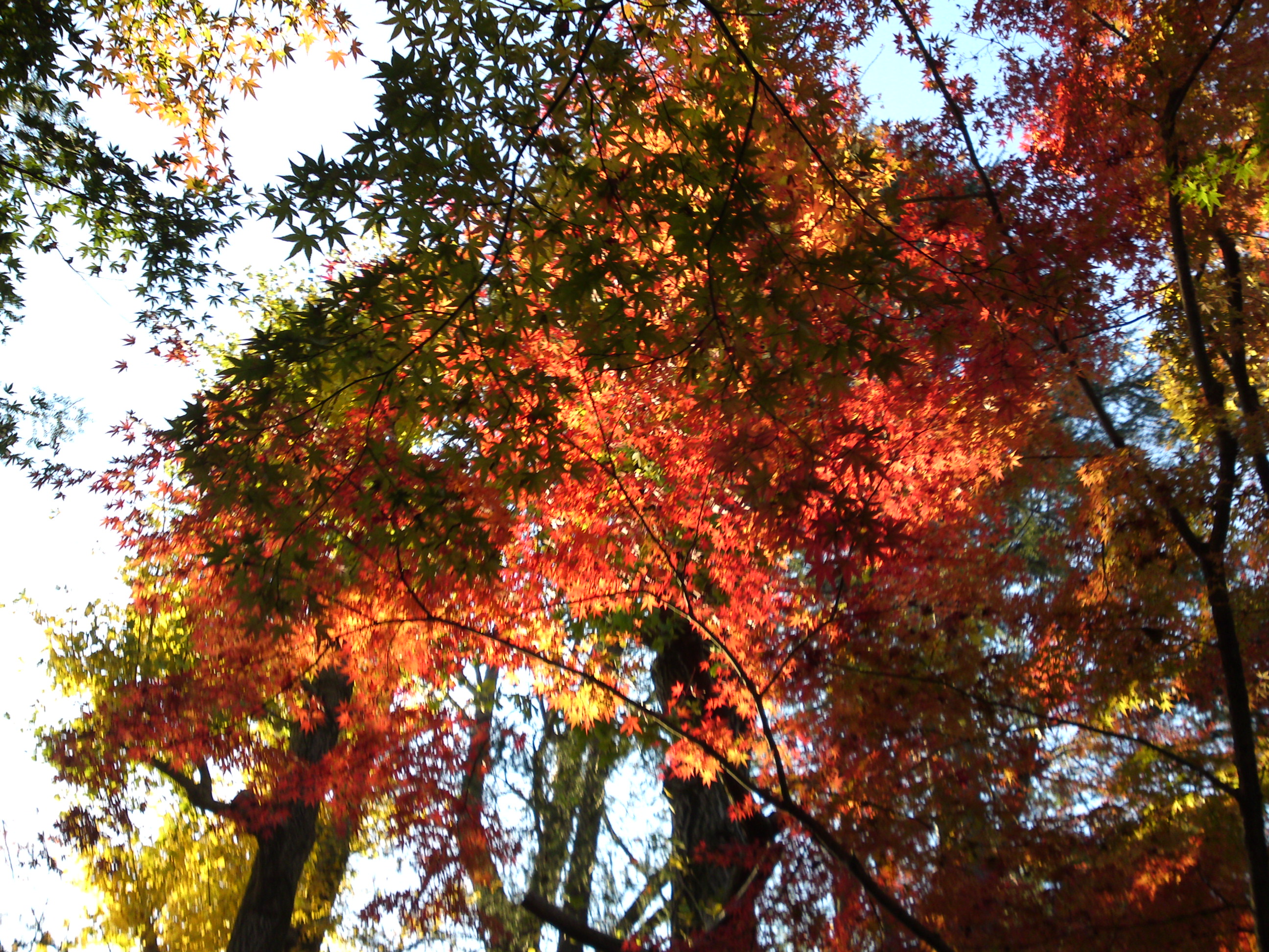 2016年秋里見公園の紅葉の風景写真２３