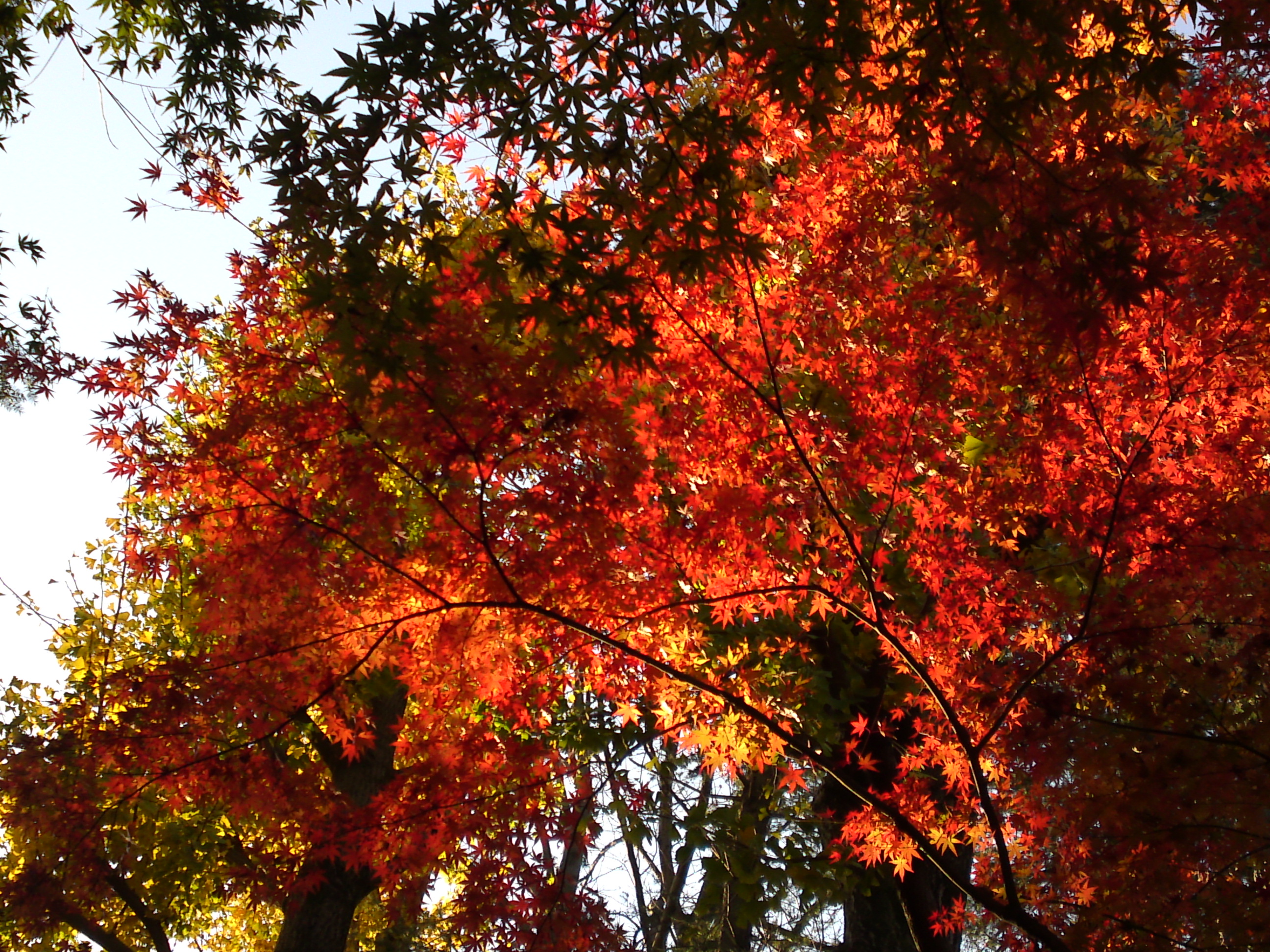 2016年秋里見公園の紅葉の風景写真２４