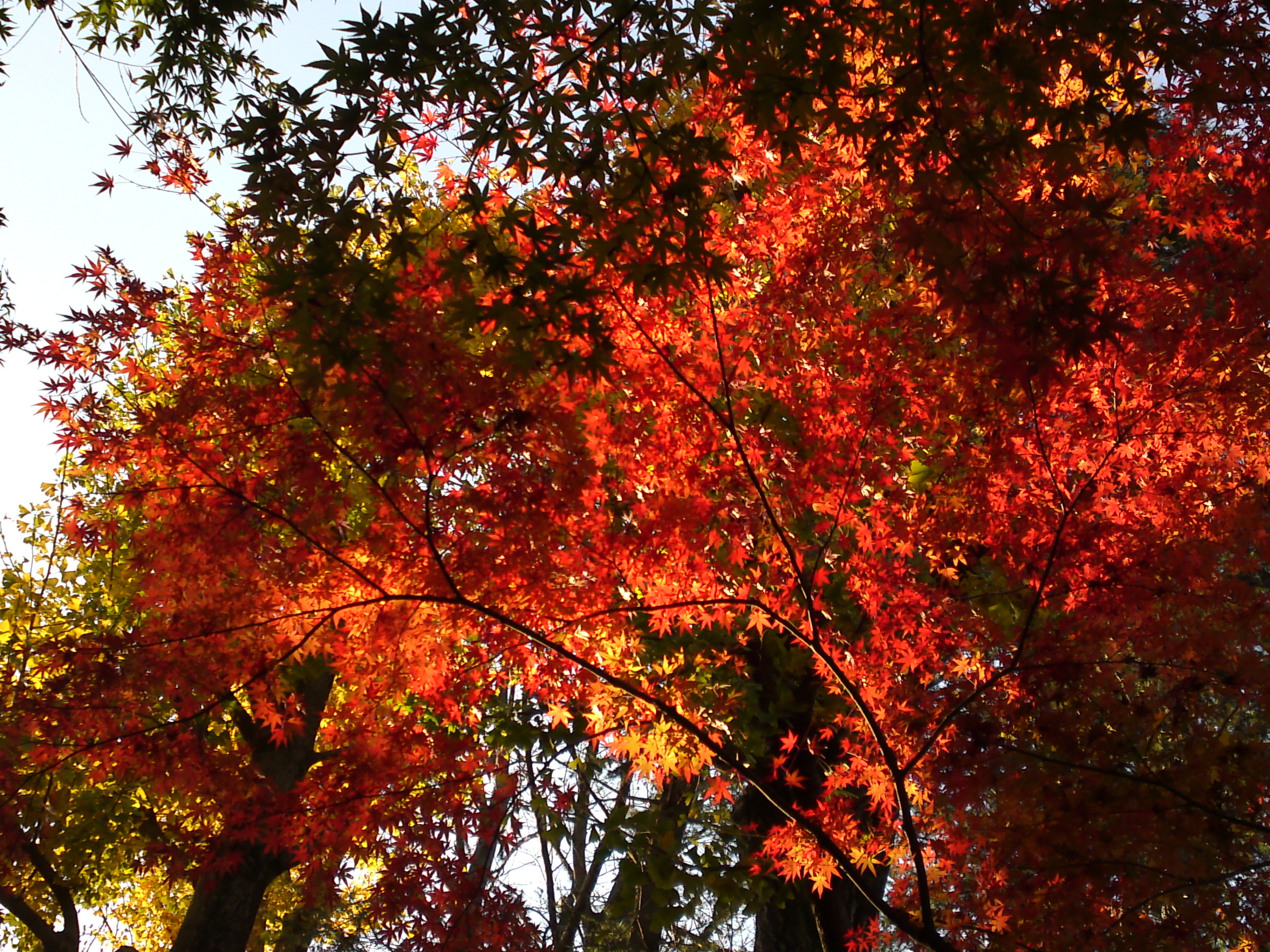 2016年秋里見公園の紅葉の風景写真２６