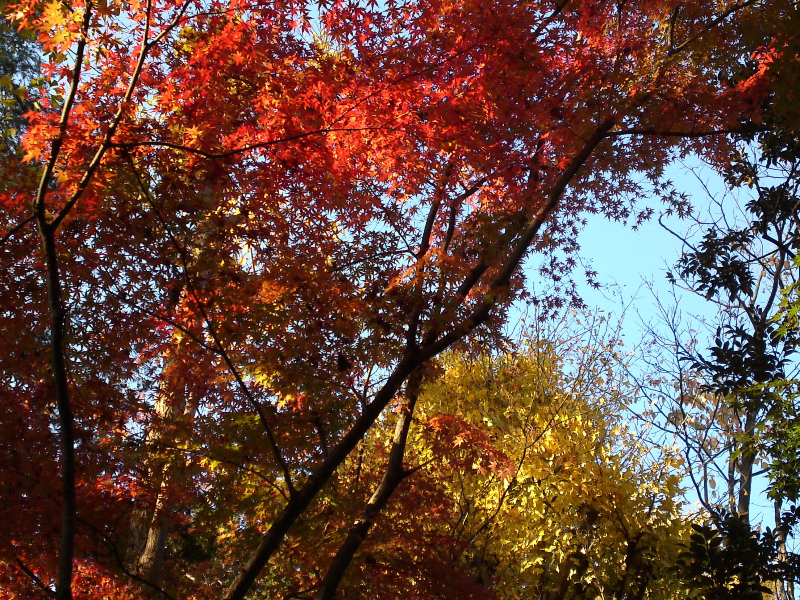 2016年秋里見公園の紅葉の風景写真２７