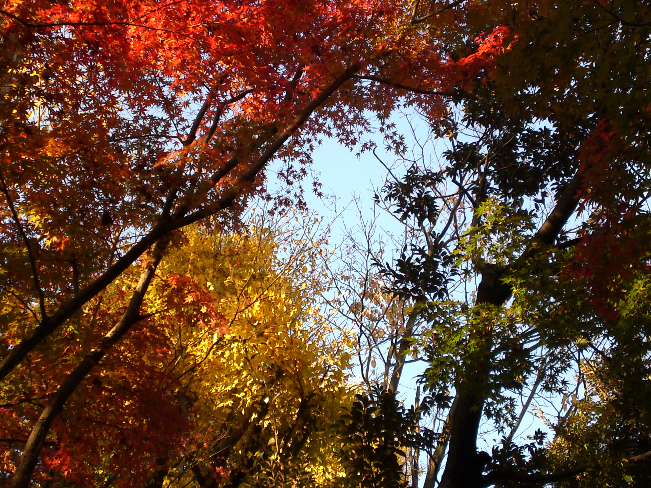 2016年秋里見公園の紅葉の風景写真２８