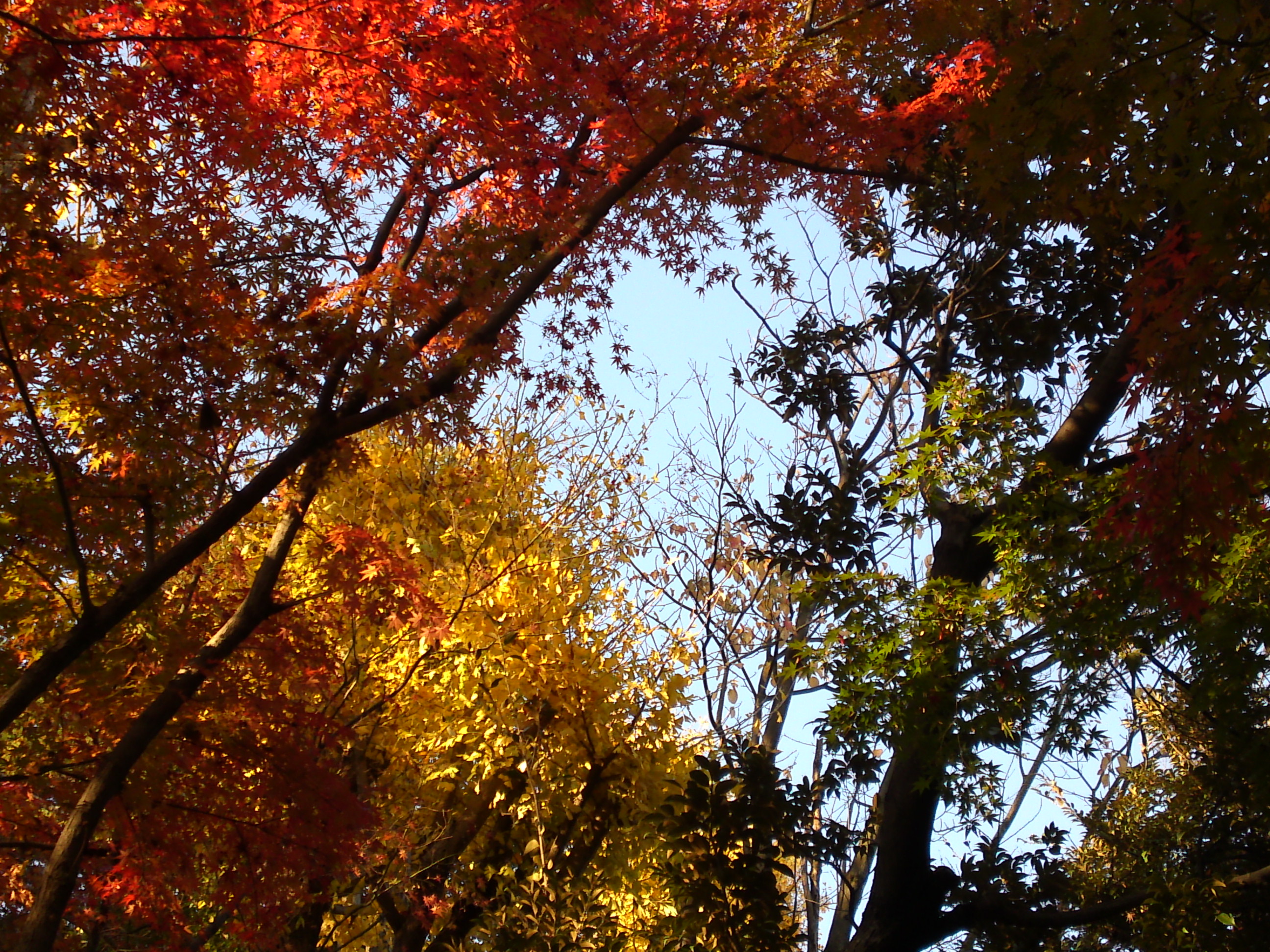 2016年秋里見公園の紅葉の風景写真２９