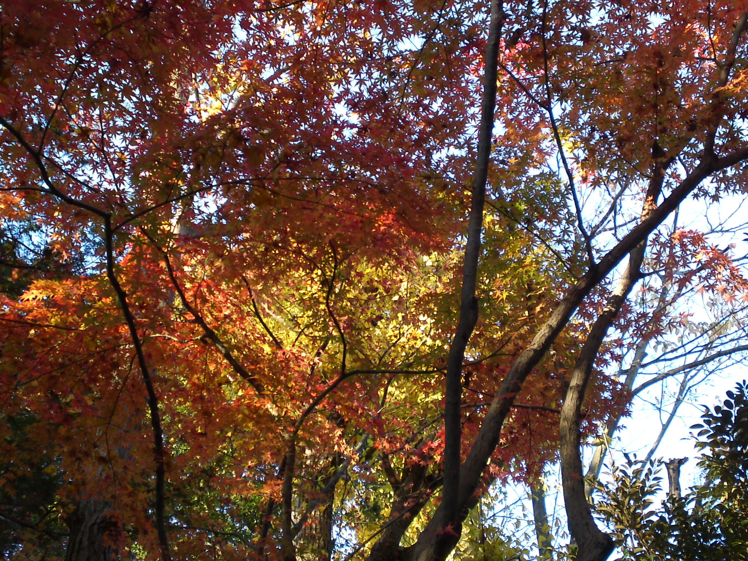 2016年秋里見公園の紅葉の風景写真３０