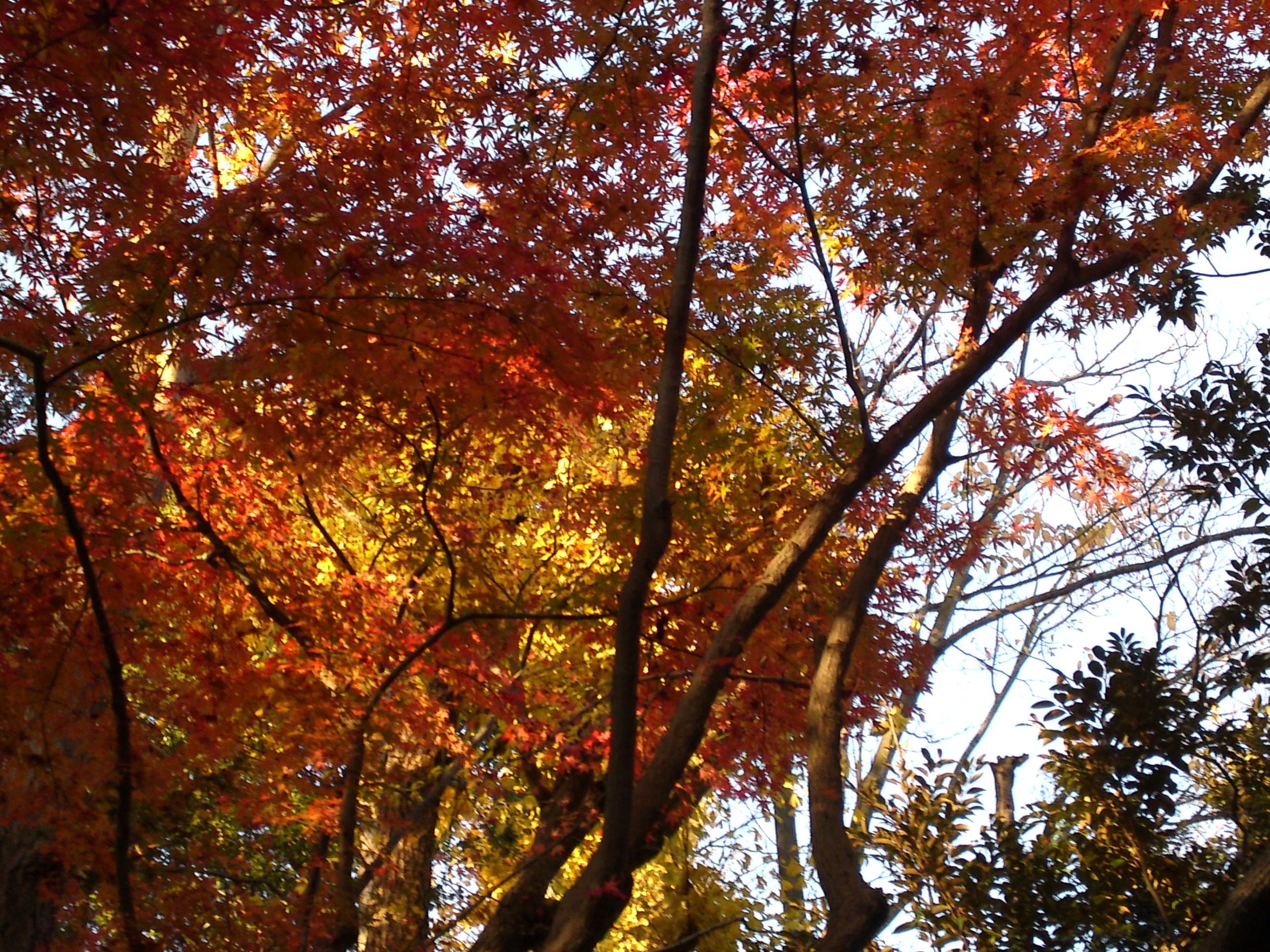2016年秋里見公園の紅葉の風景写真３１