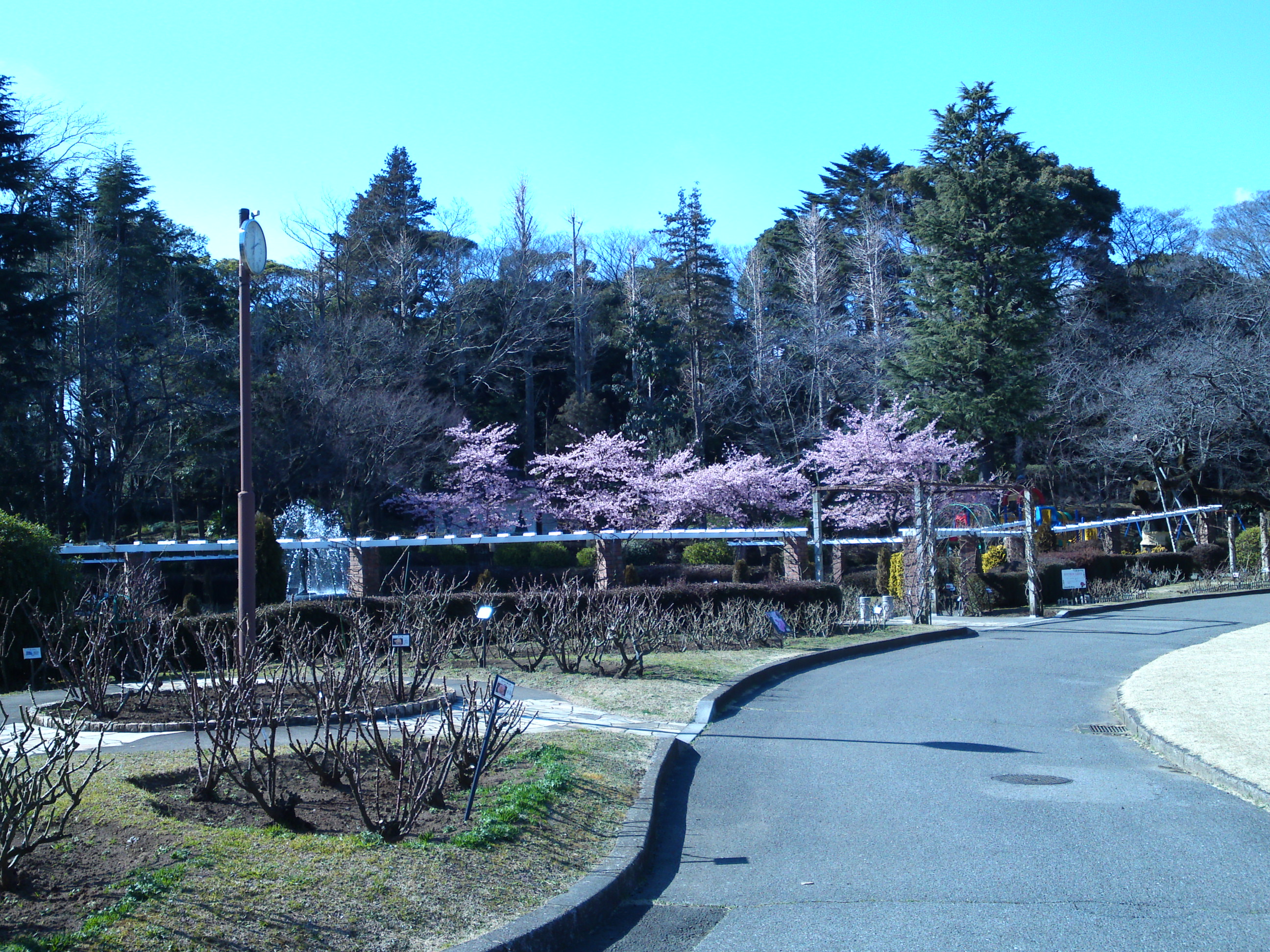 2017年里見公園に咲く河津桜の写真１