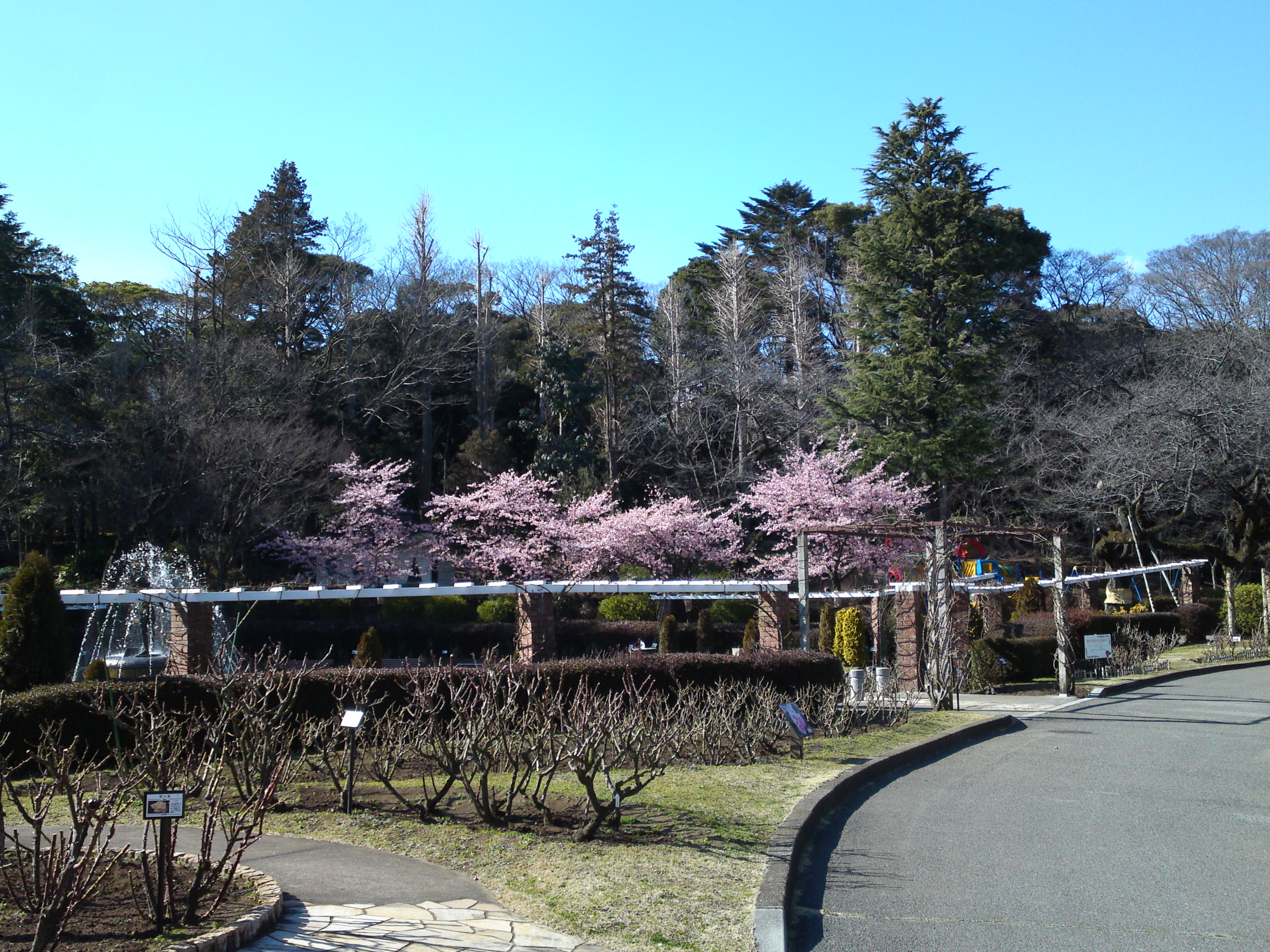 2017年里見公園に咲く河津桜の写真２