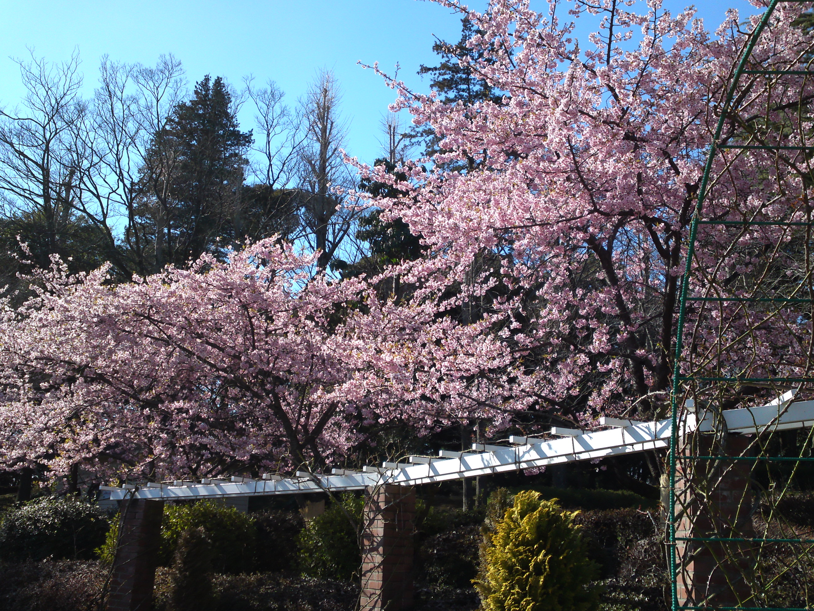 2017年里見公園に咲く河津桜の写真３