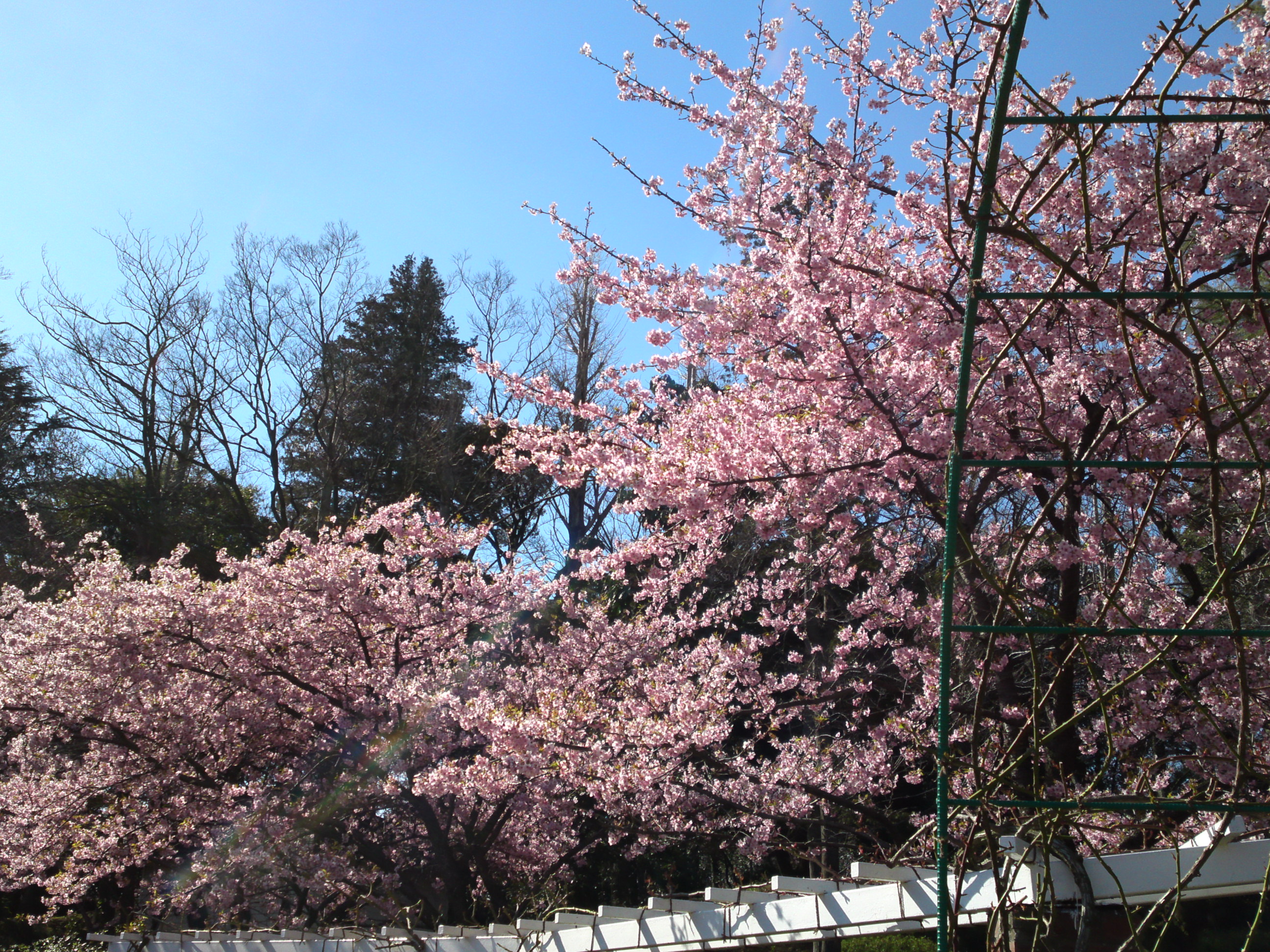 2017年里見公園に咲く河津桜の写真４