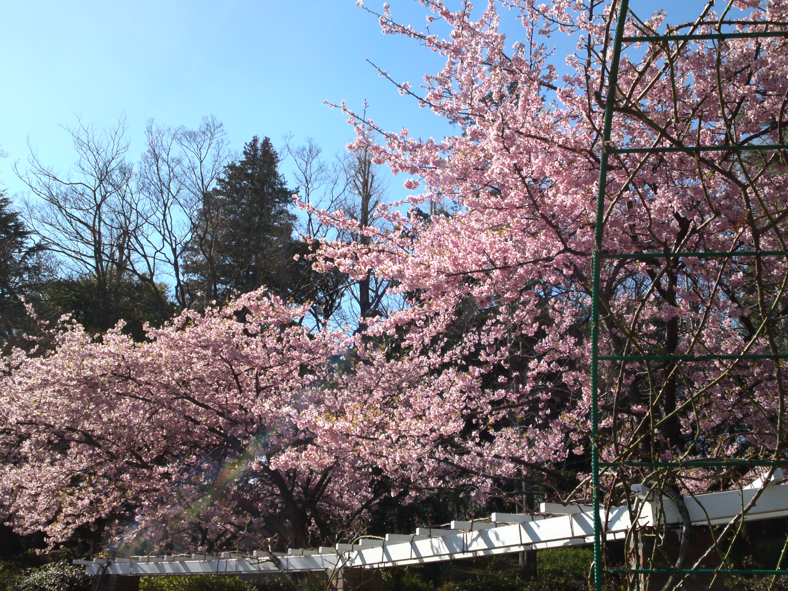2017年里見公園に咲く河津桜の写真５
