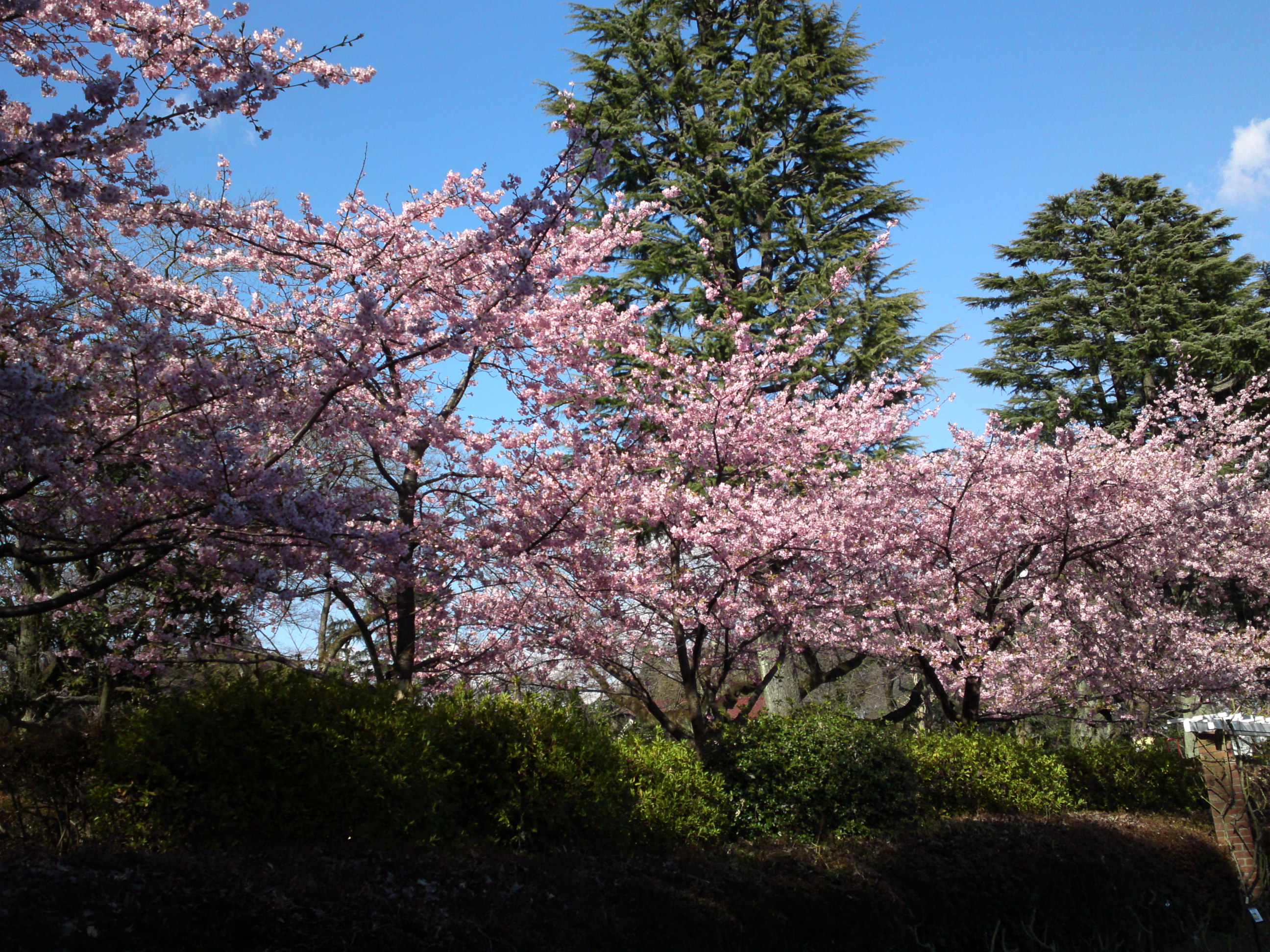 2017年里見公園に咲く河津桜の写真６