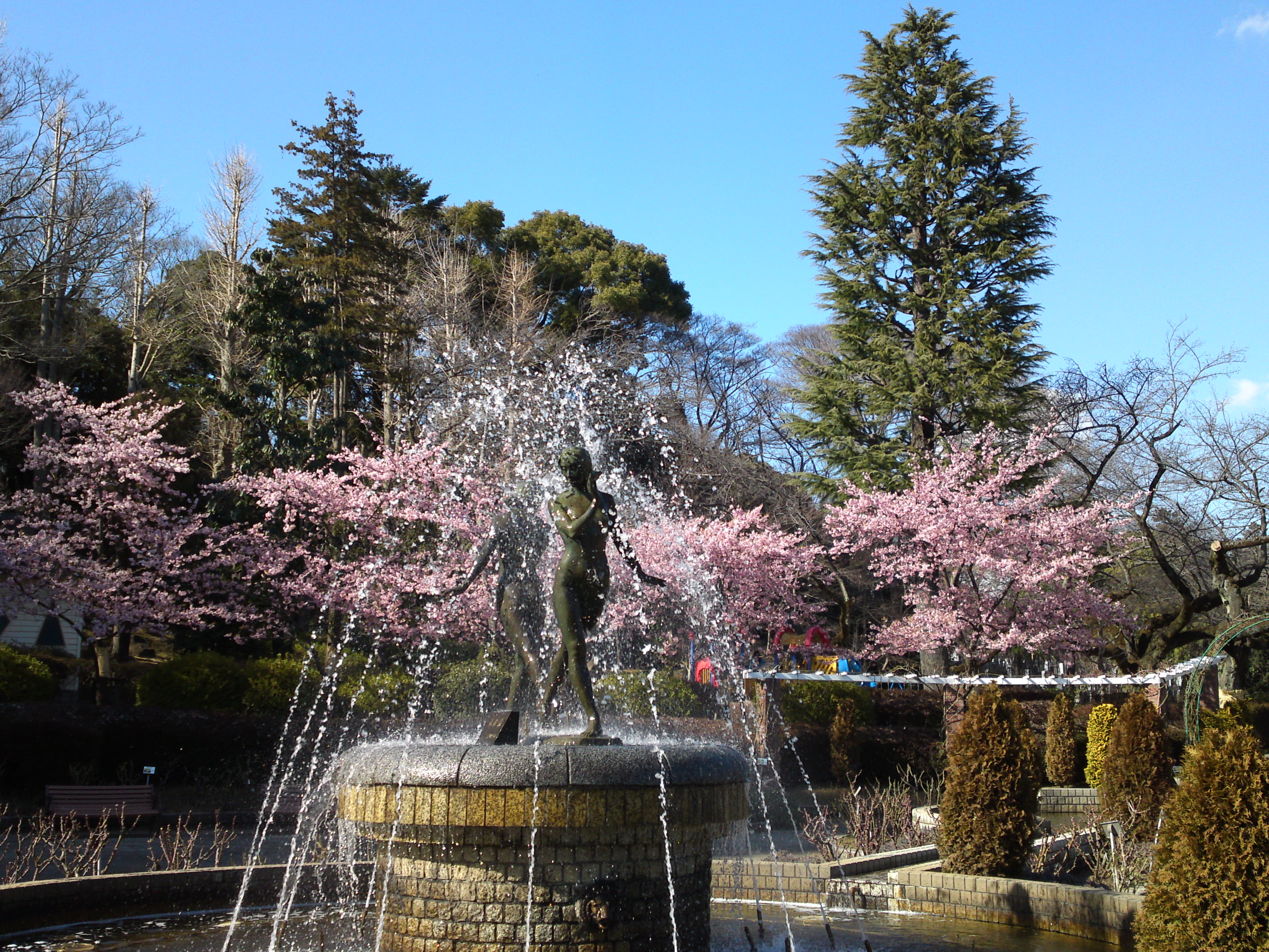 2017年里見公園に咲く河津桜の写真８