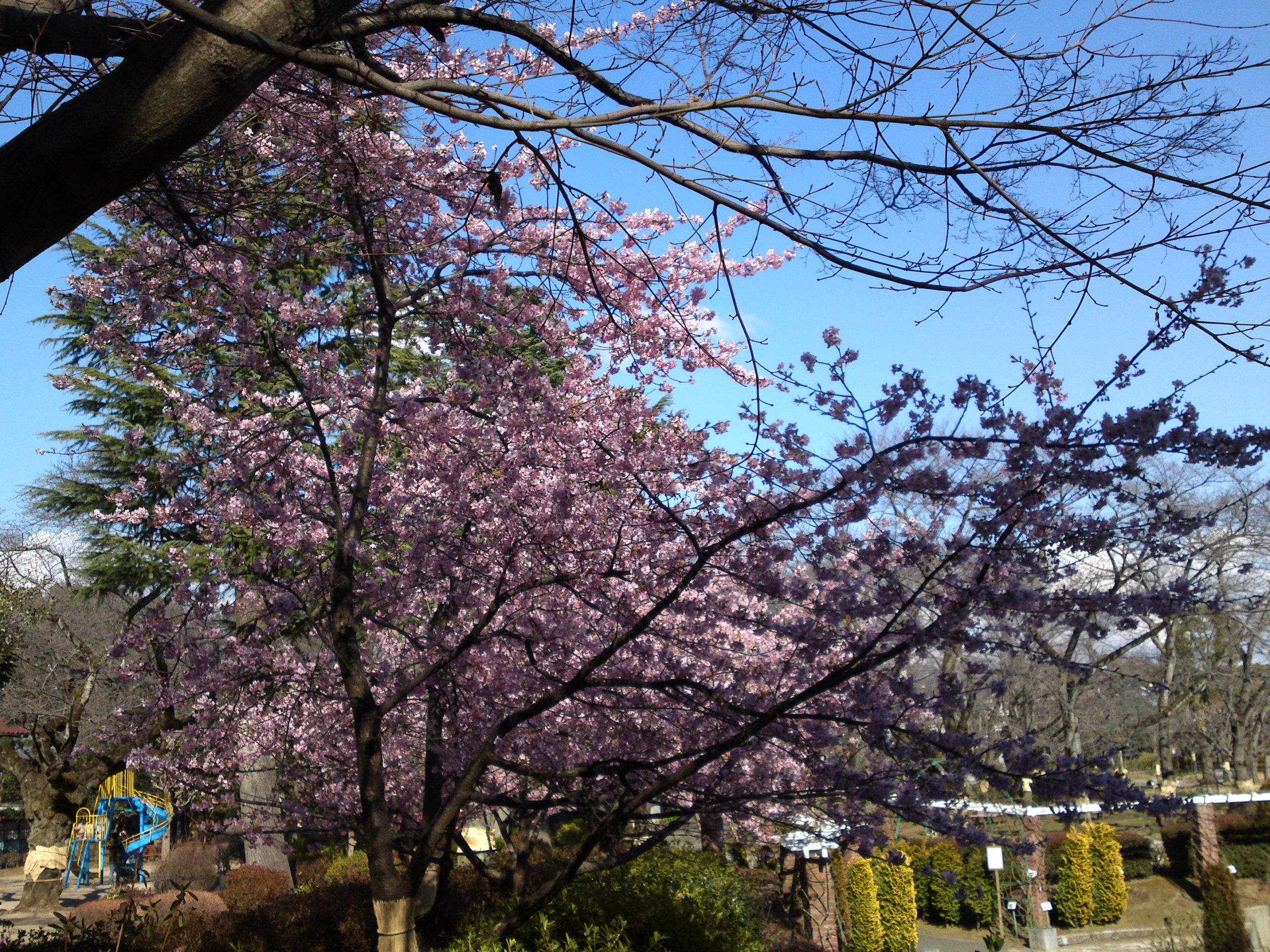 2017年里見公園に咲く河津桜の写真１０