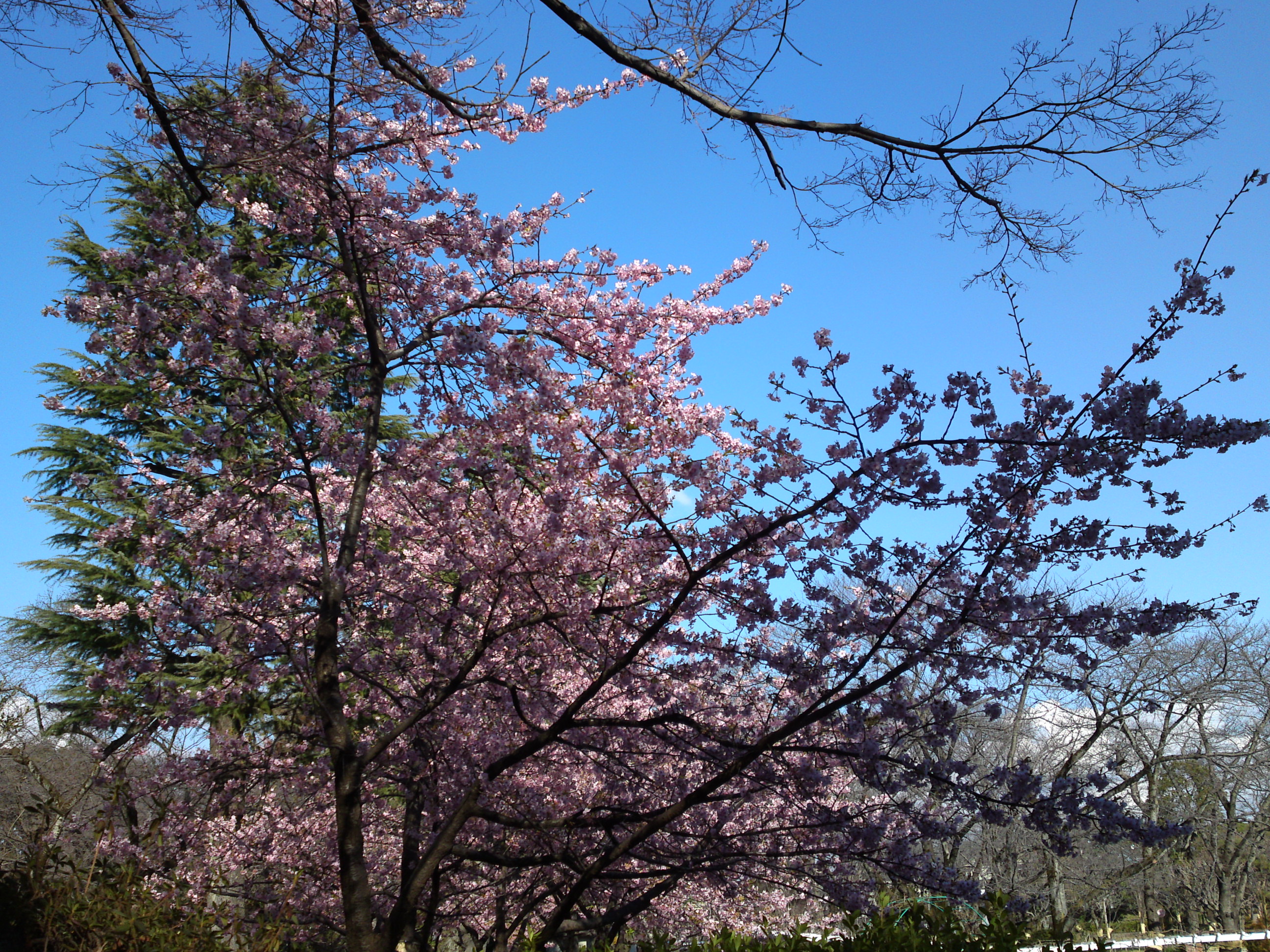 2017年里見公園に咲く河津桜の写真１１