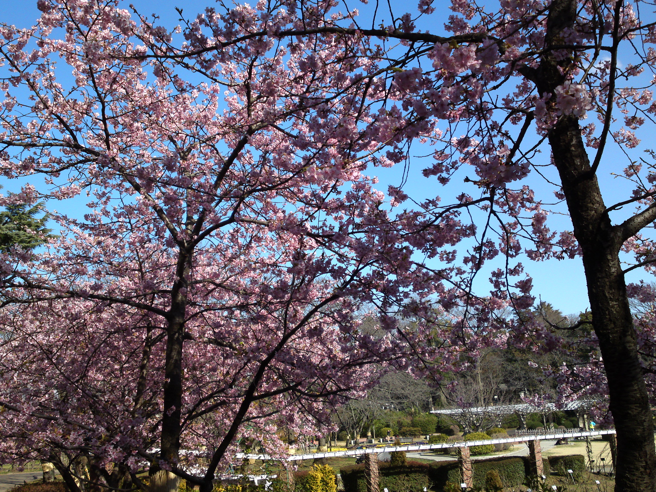 2017年里見公園に咲く河津桜の写真１２
