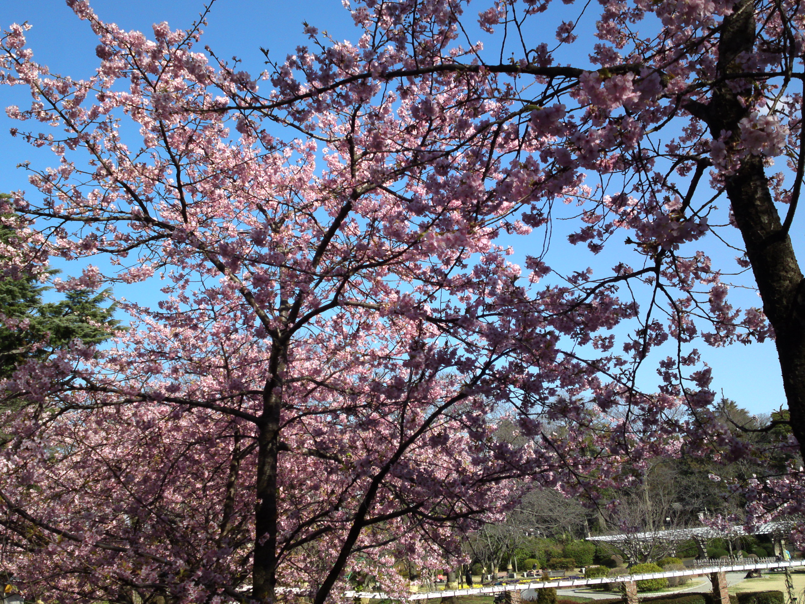 2017年里見公園に咲く河津桜の写真１３