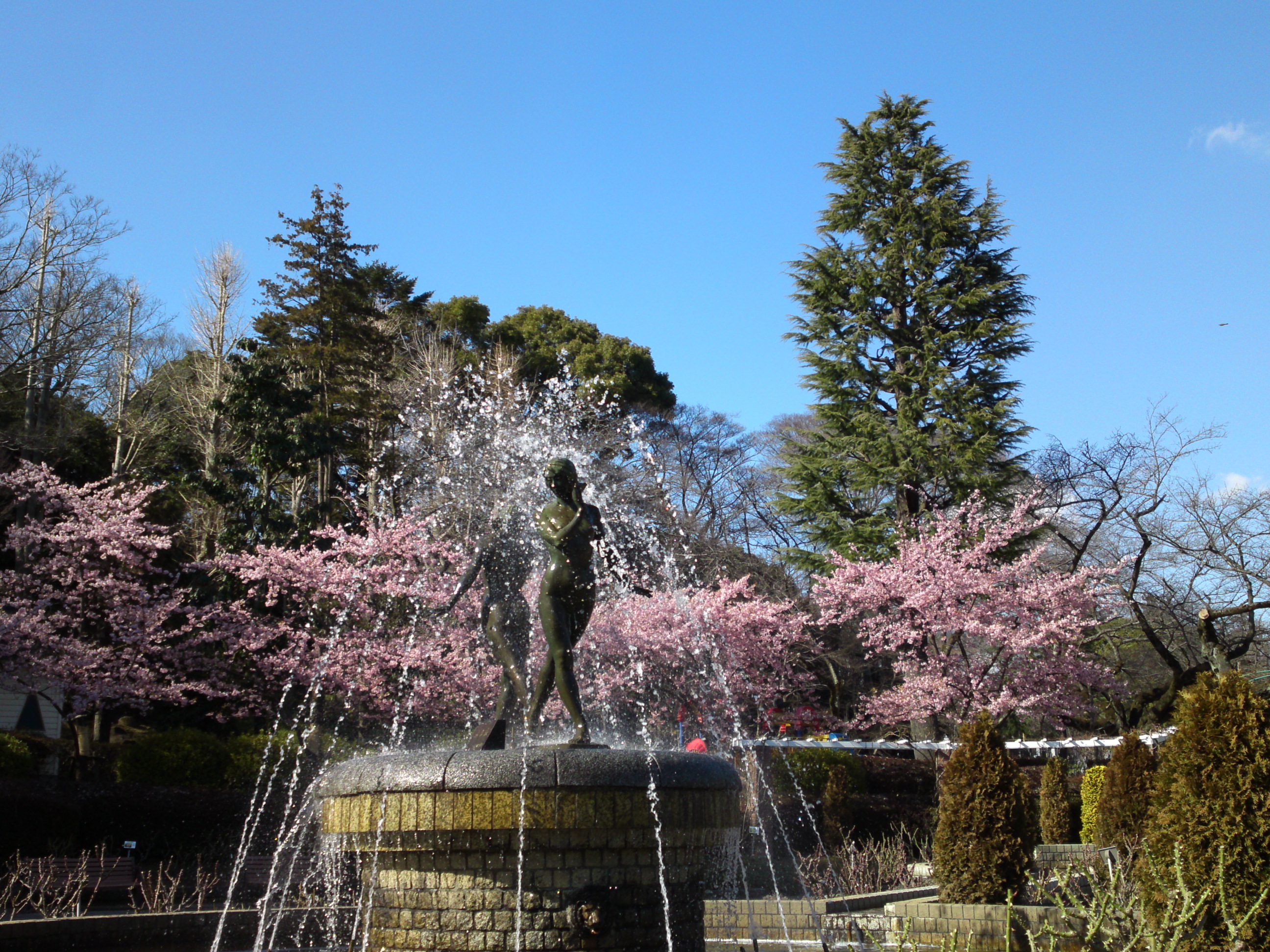 2017年里見公園に咲く河津桜の写真９