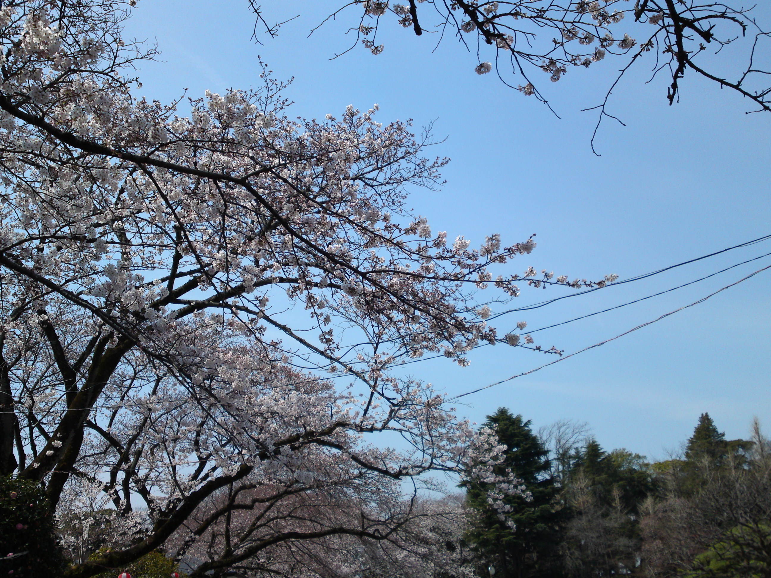 2017年春里見公園に咲く桜の花１
