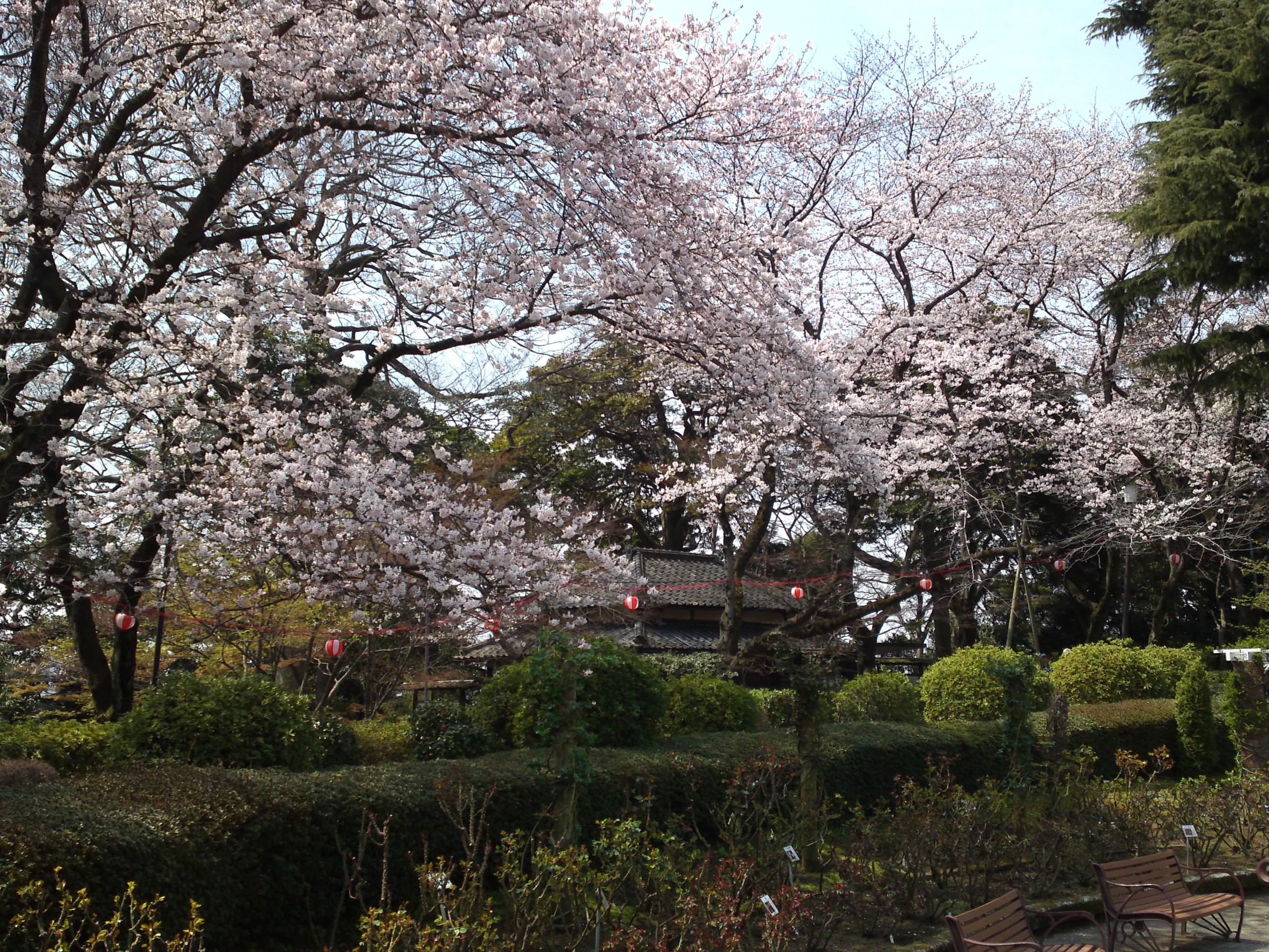 2017年春里見公園に咲く桜の花３