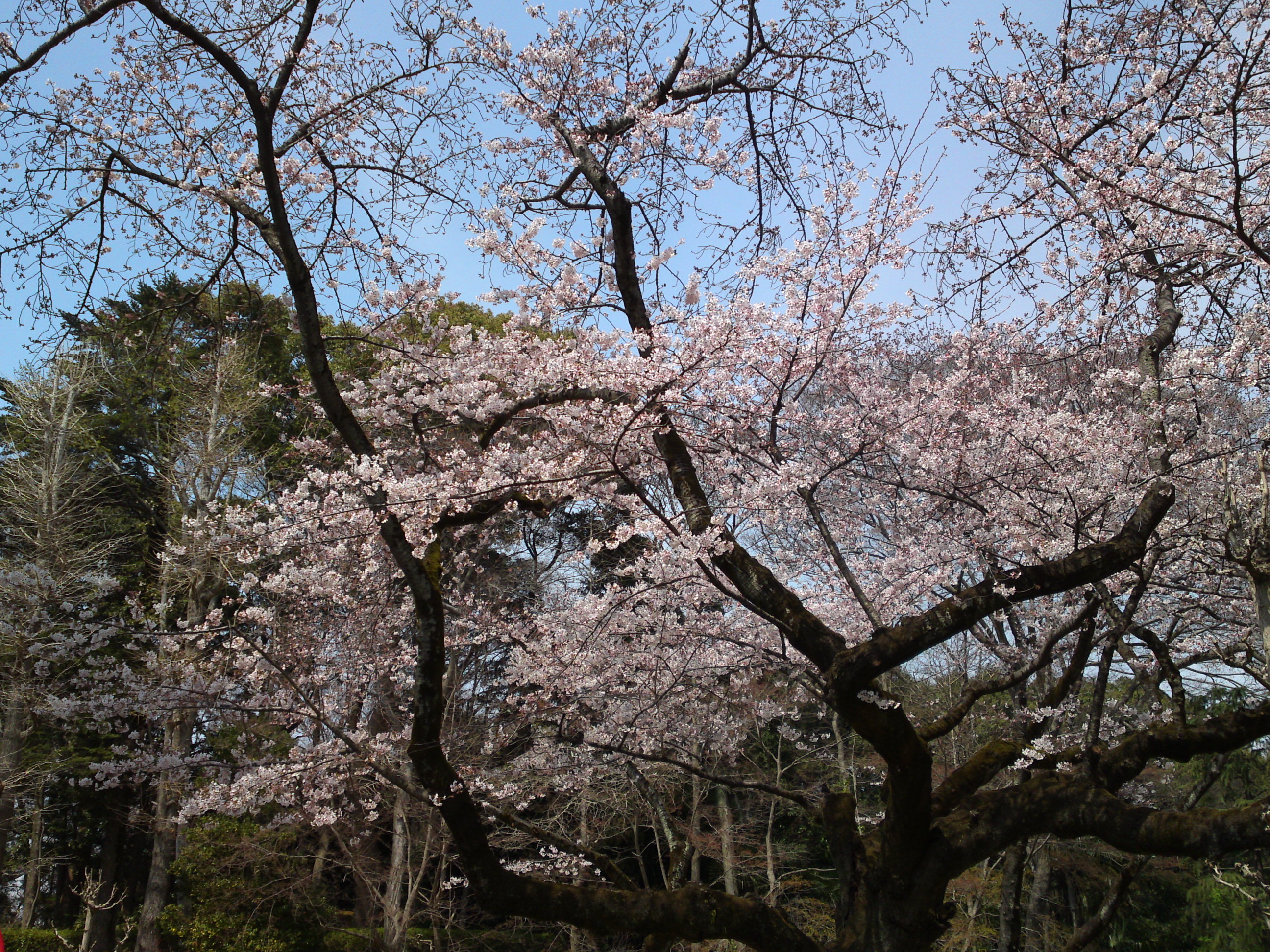 2017年春里見公園に咲く桜の花５
