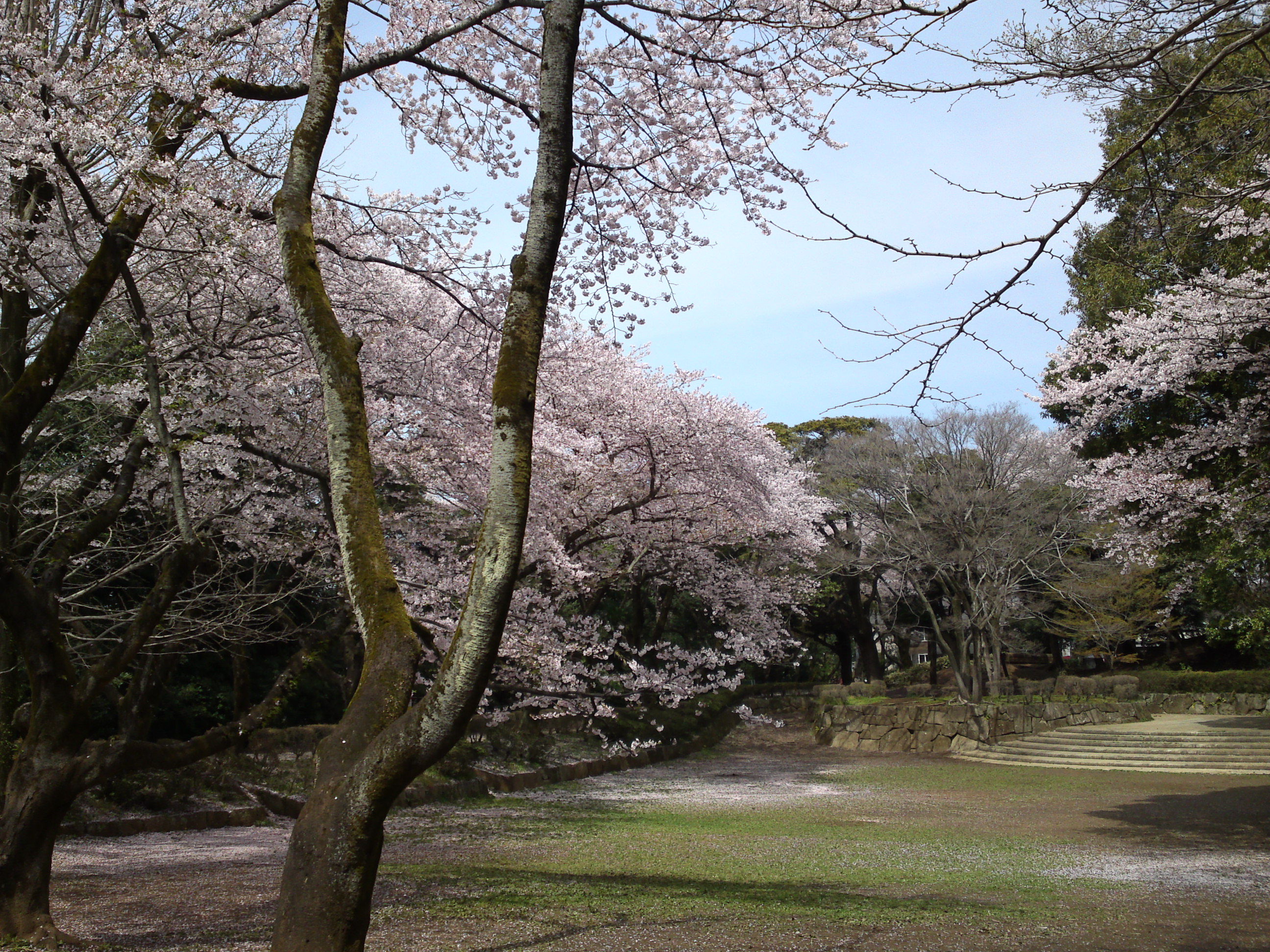 2017年春里見公園に咲く桜の花６