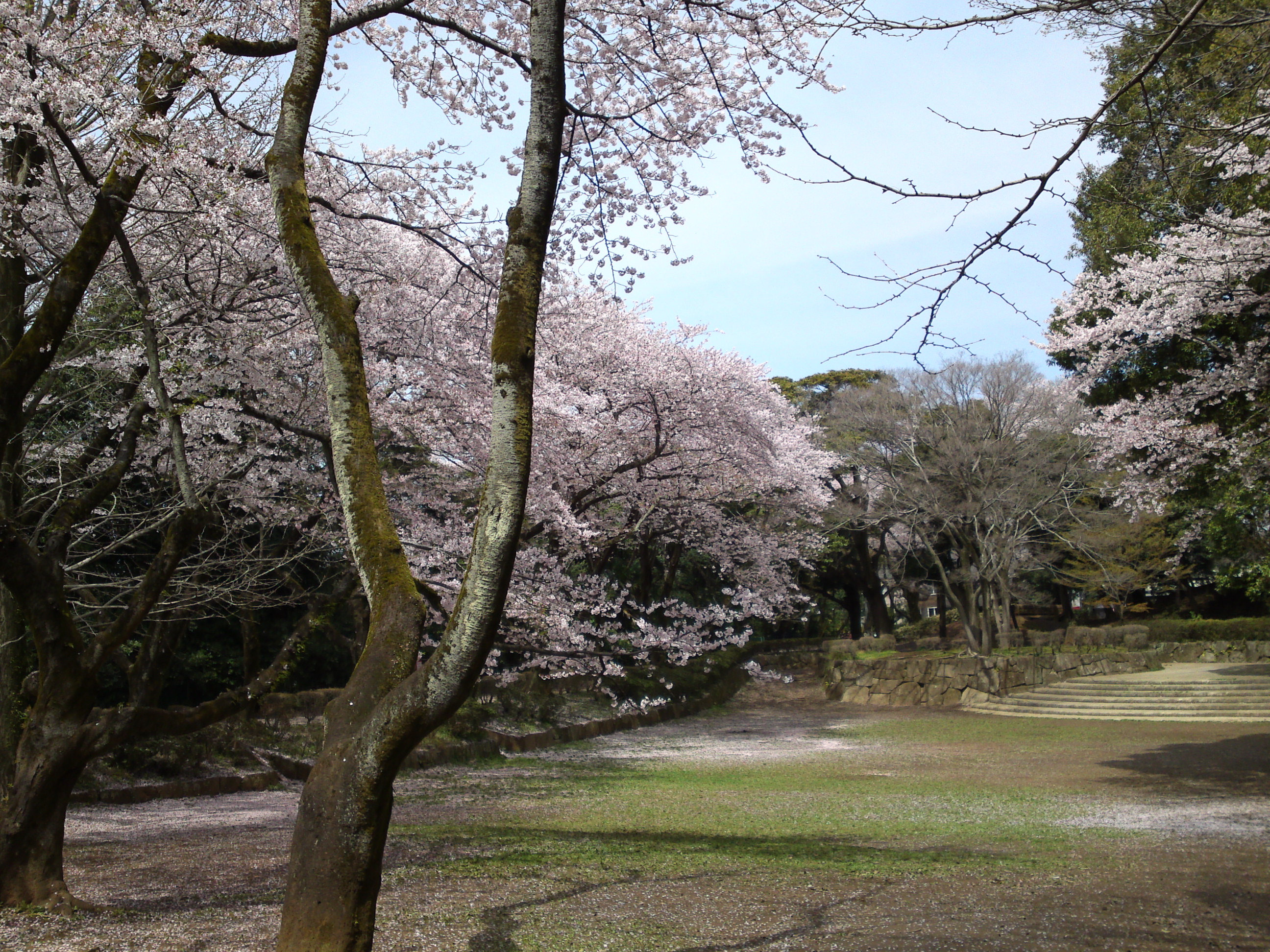 2017年春里見公園に咲く桜の花７