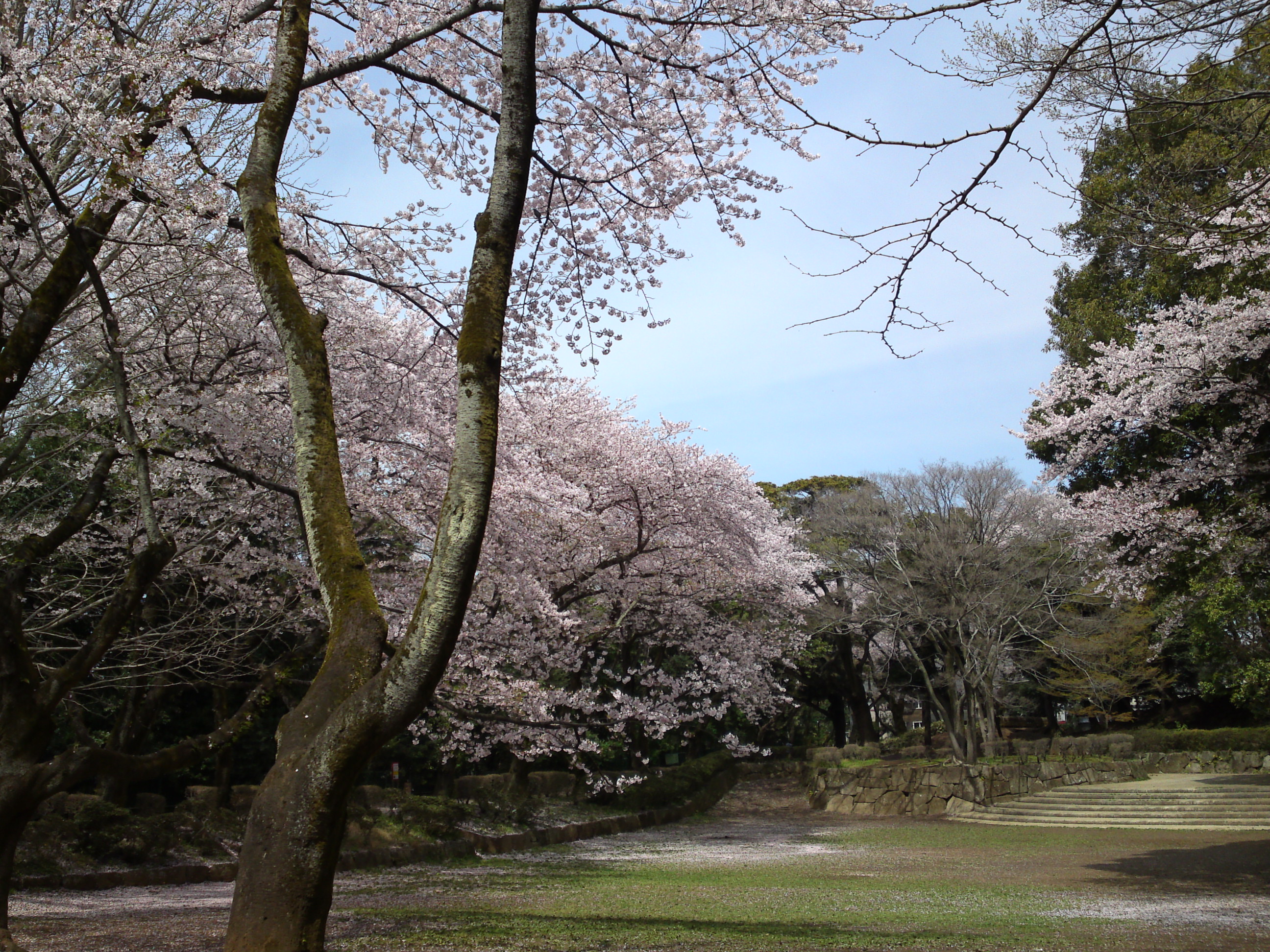 2017年春里見公園に咲く桜の花８