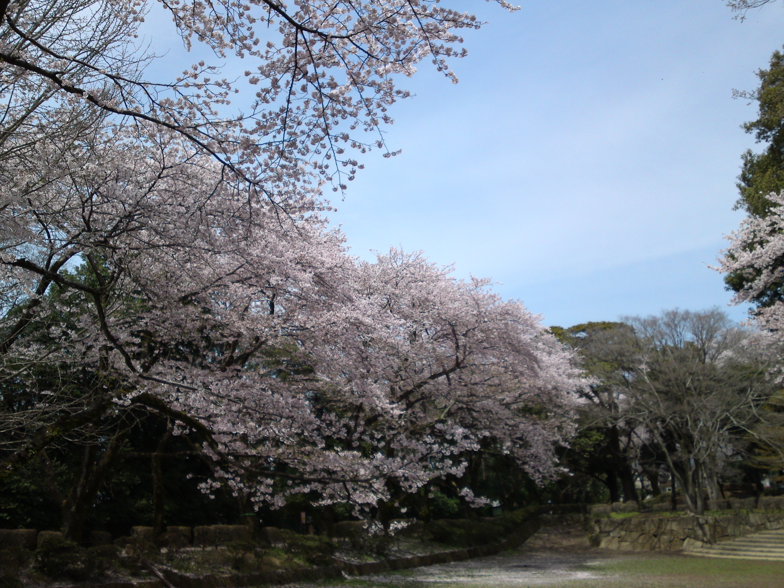2017年春里見公園に咲く桜の花１０