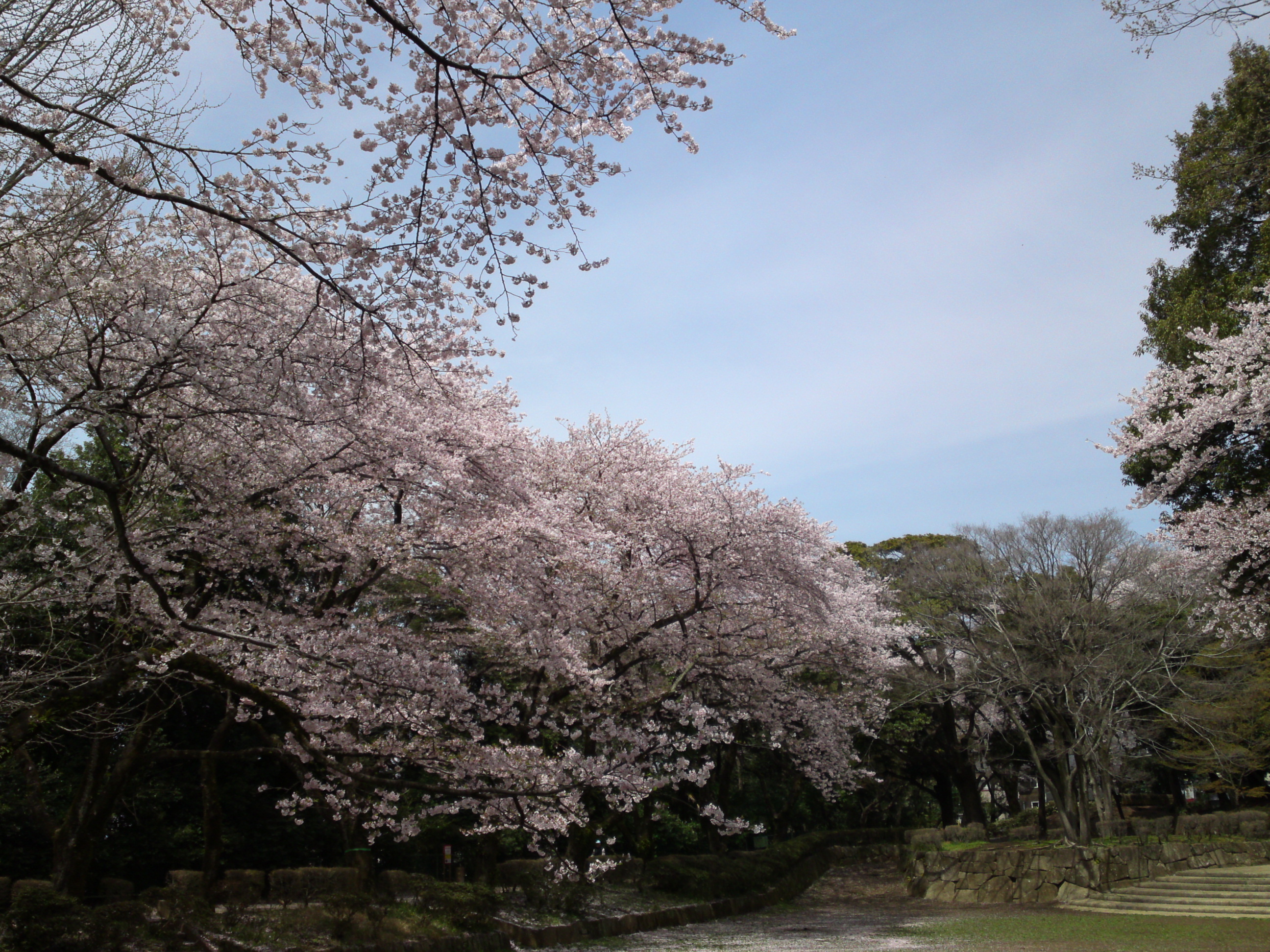 2017年春里見公園に咲く桜の花１１