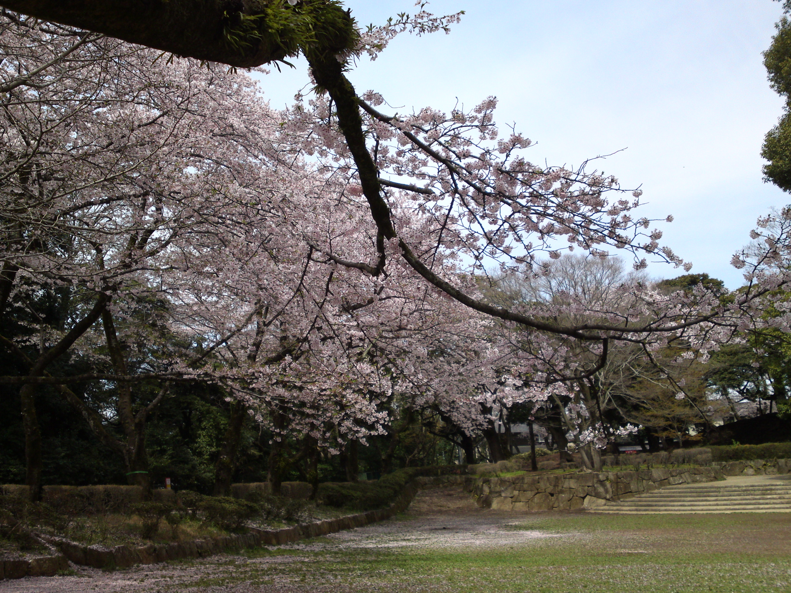 2017年春里見公園に咲く桜の花１２