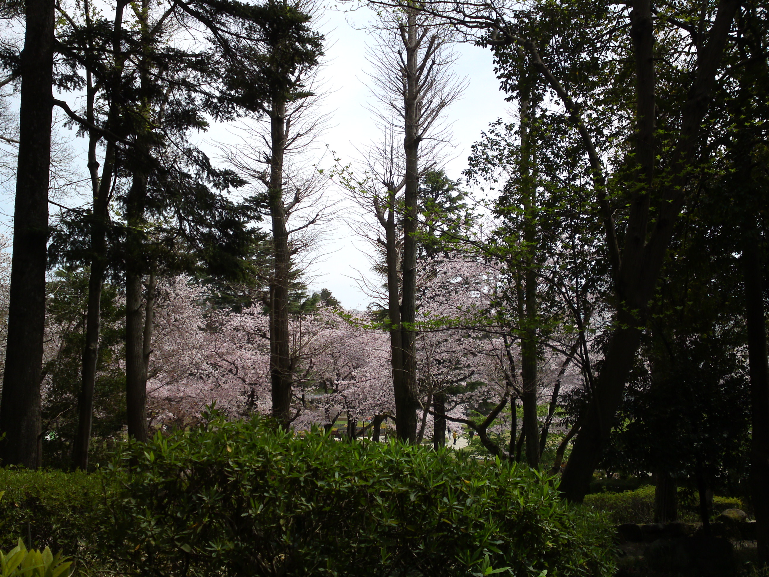 2017年春里見公園に咲く桜の花１３