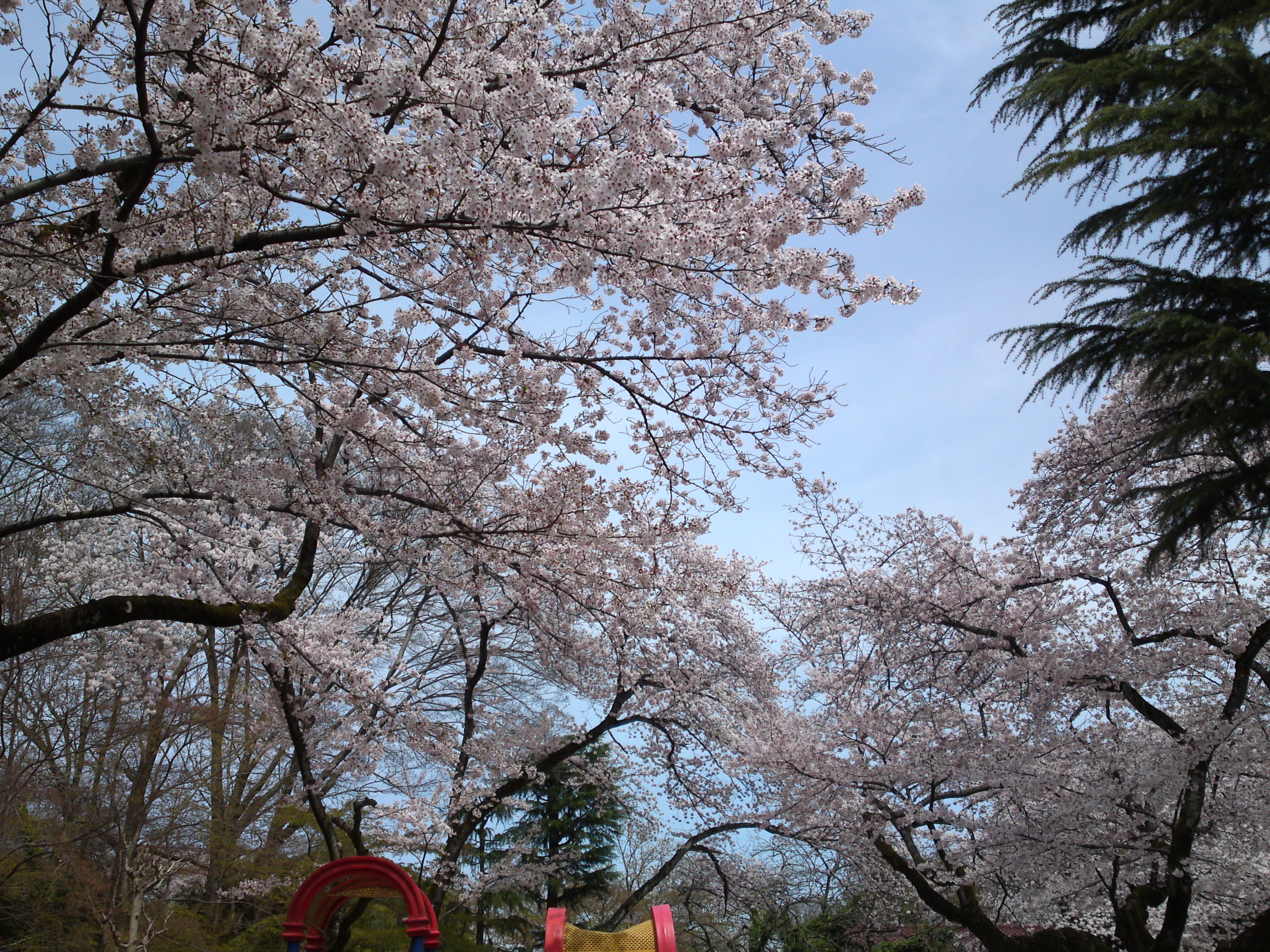 2017年春里見公園に咲く桜の花１４