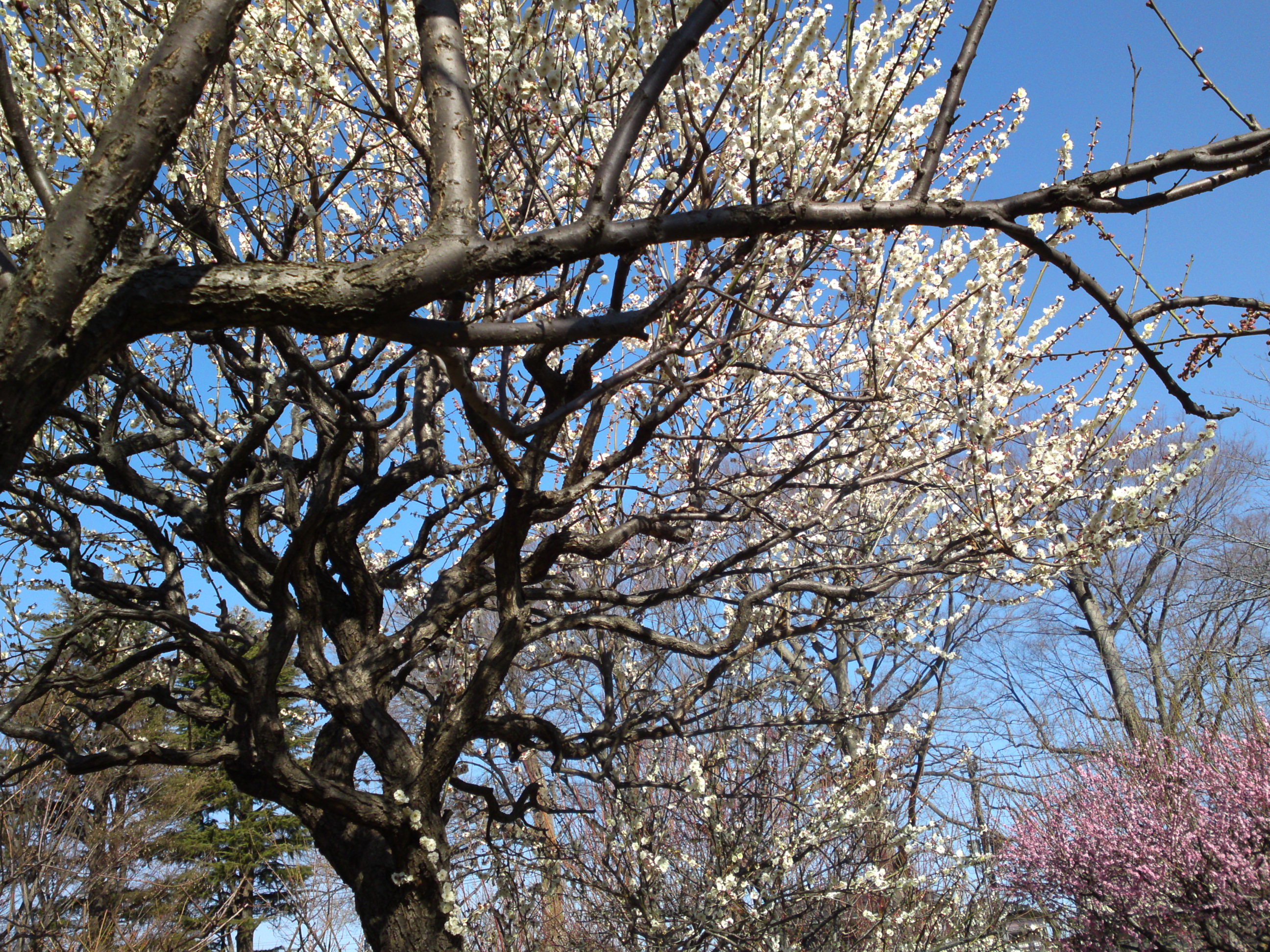 2019年里見公園に咲く梅の花々１