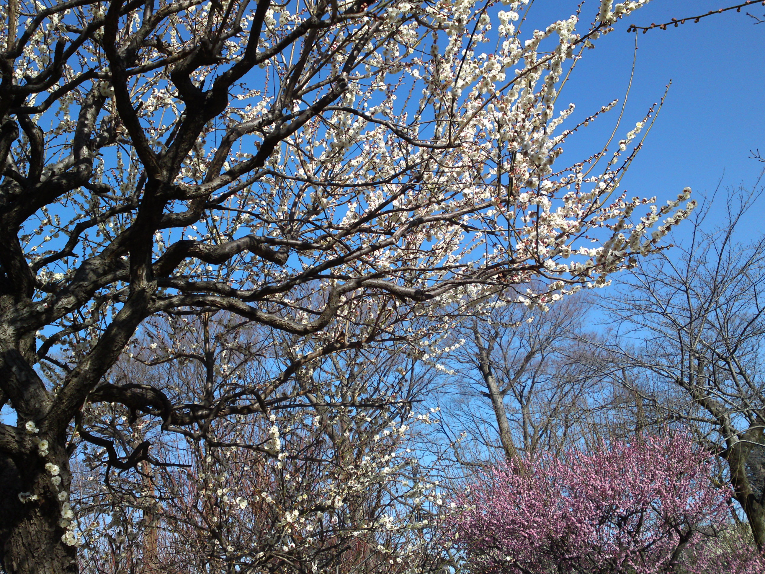 2019年里見公園に咲く梅の花々２