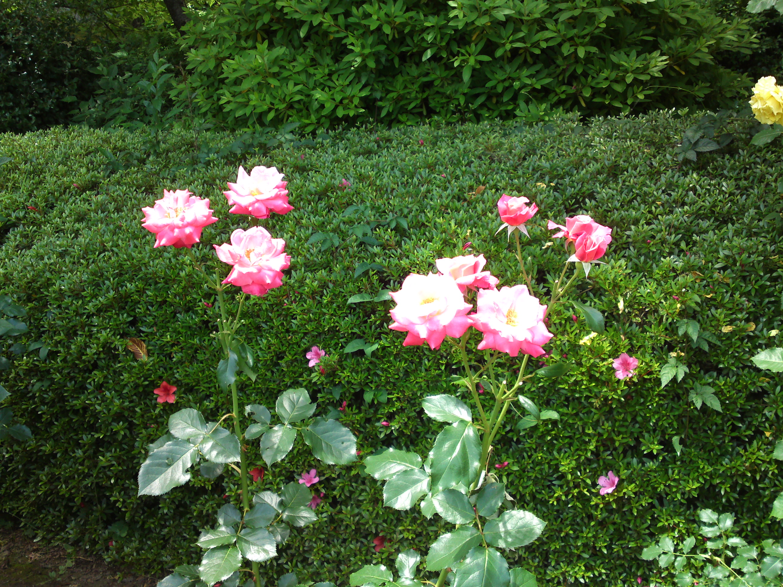 2019年夏里見公園に咲くバラの花４１