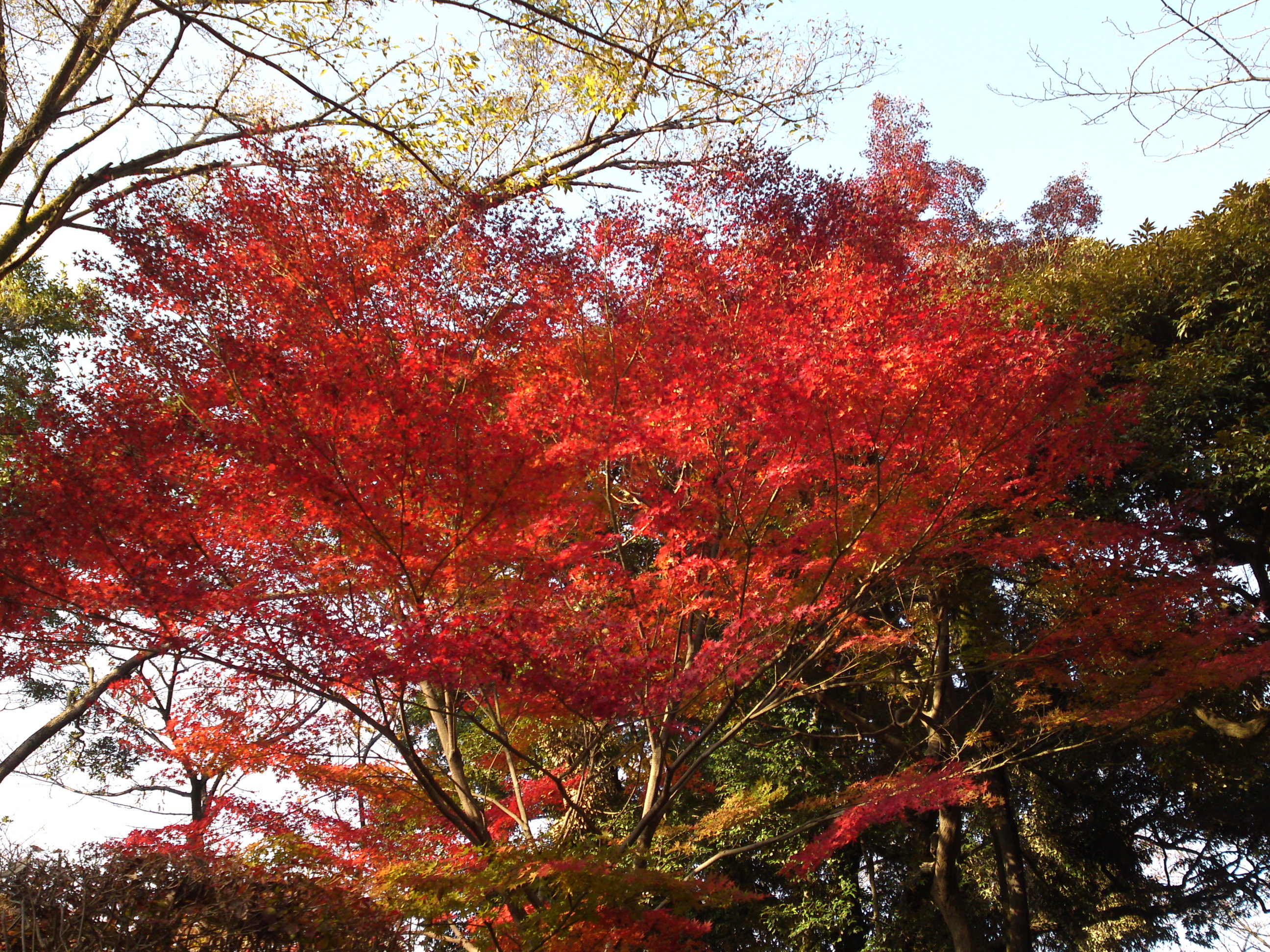 2019年秋里見公園を彩る紅葉１６