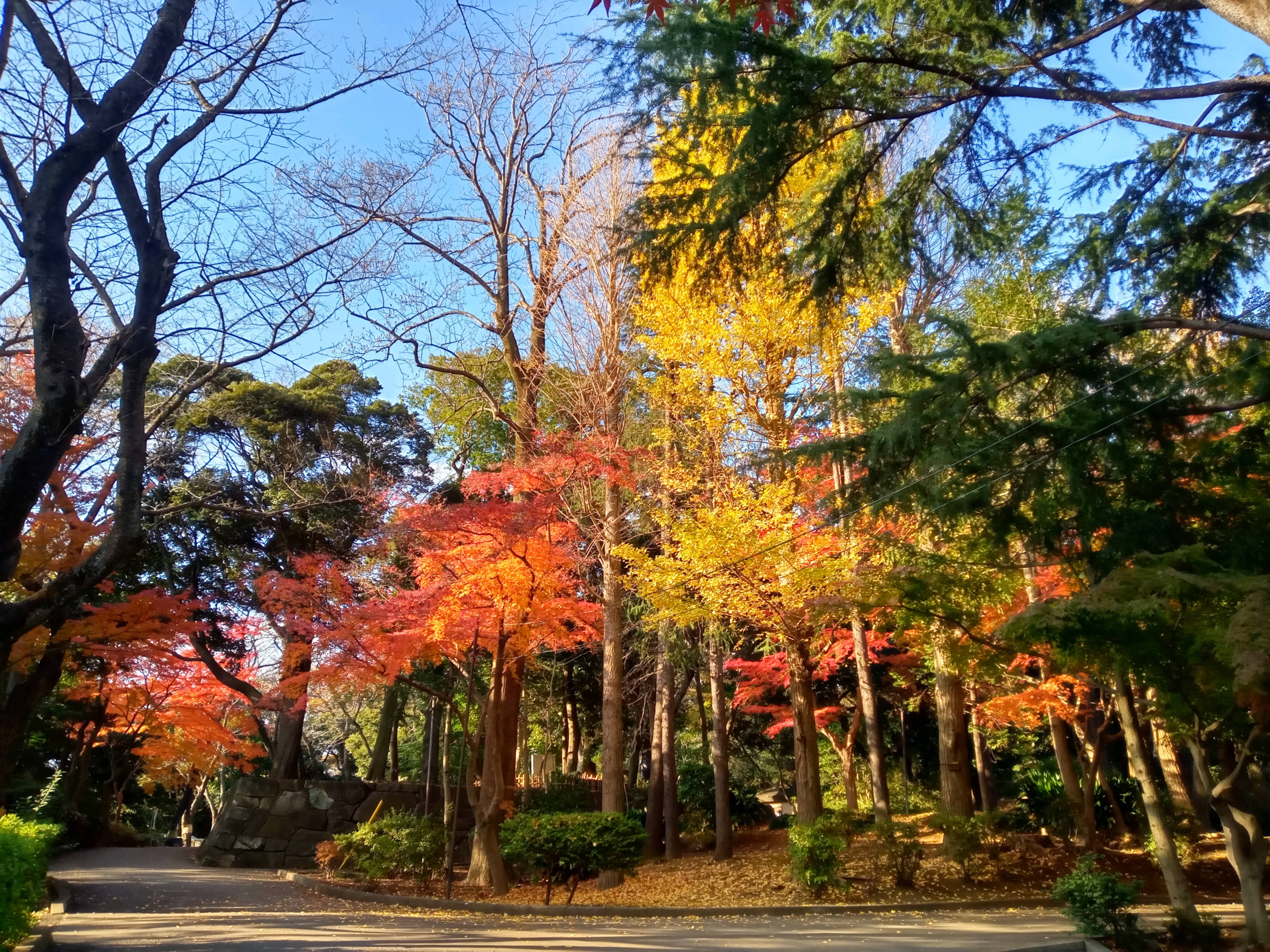 2020年秋色に色づいた里見公園の木々２３
