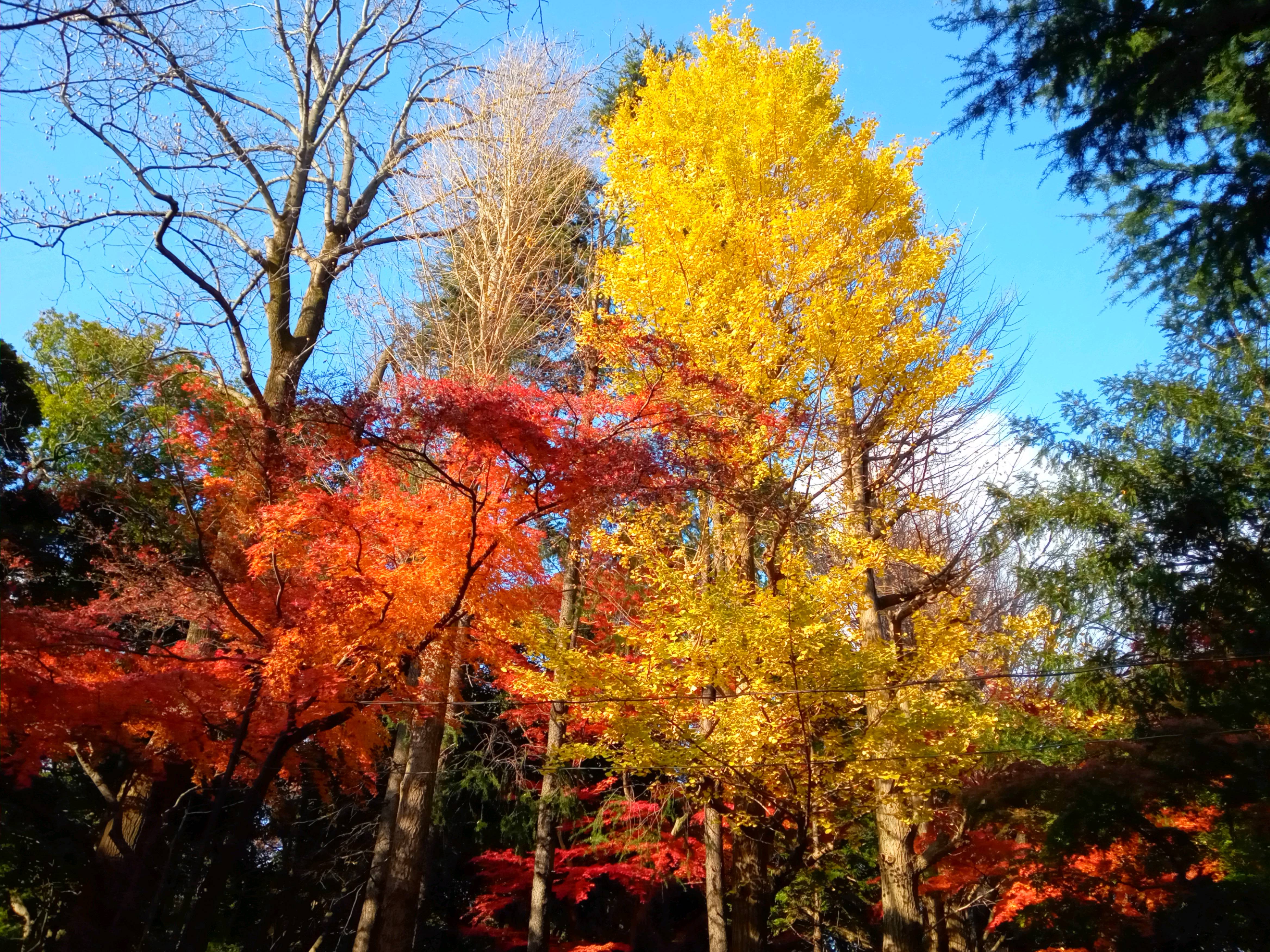 2020年秋色に色づいた里見公園の木々２７
