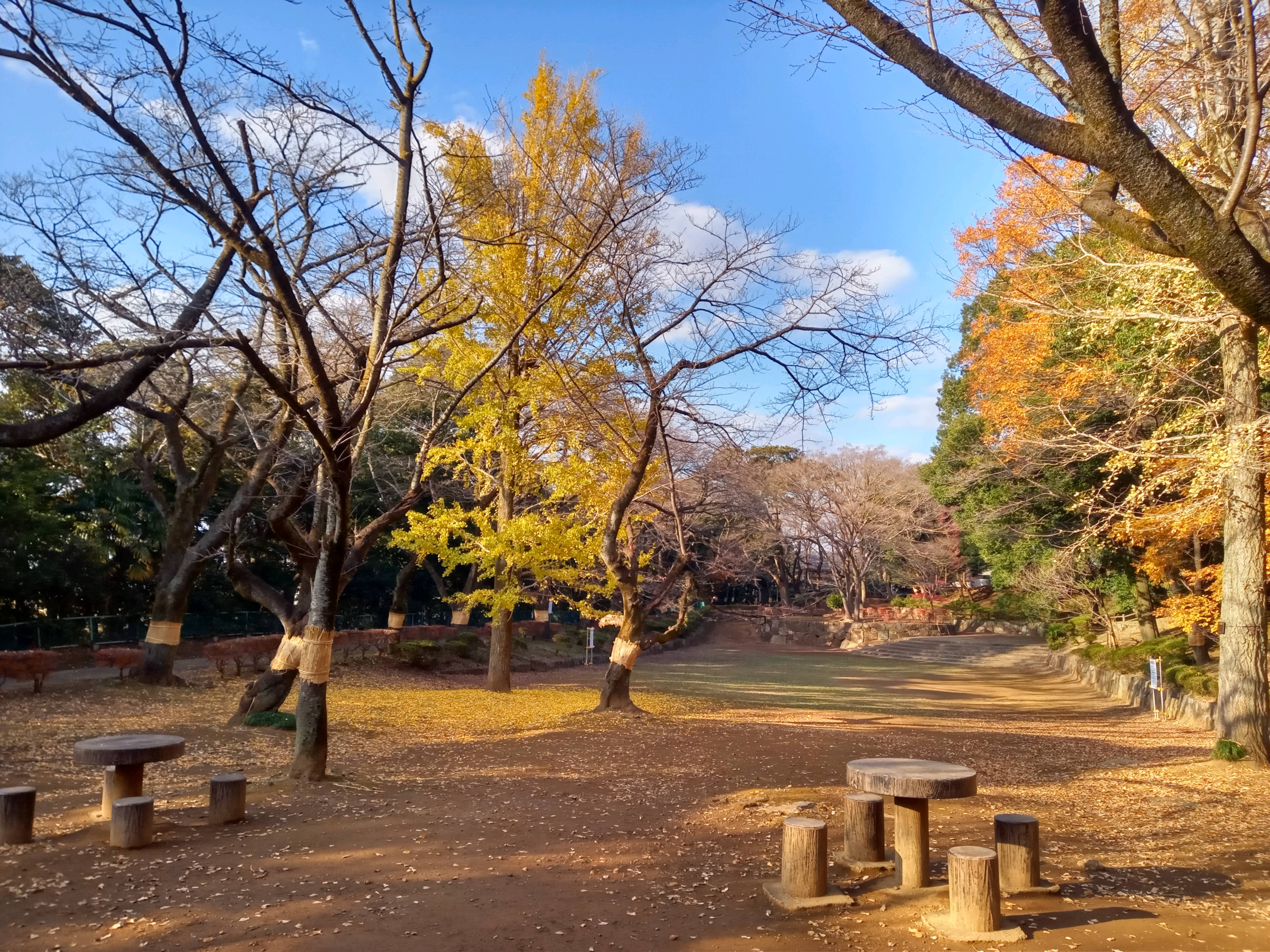 2020年秋色に色づいた里見公園の木々３５