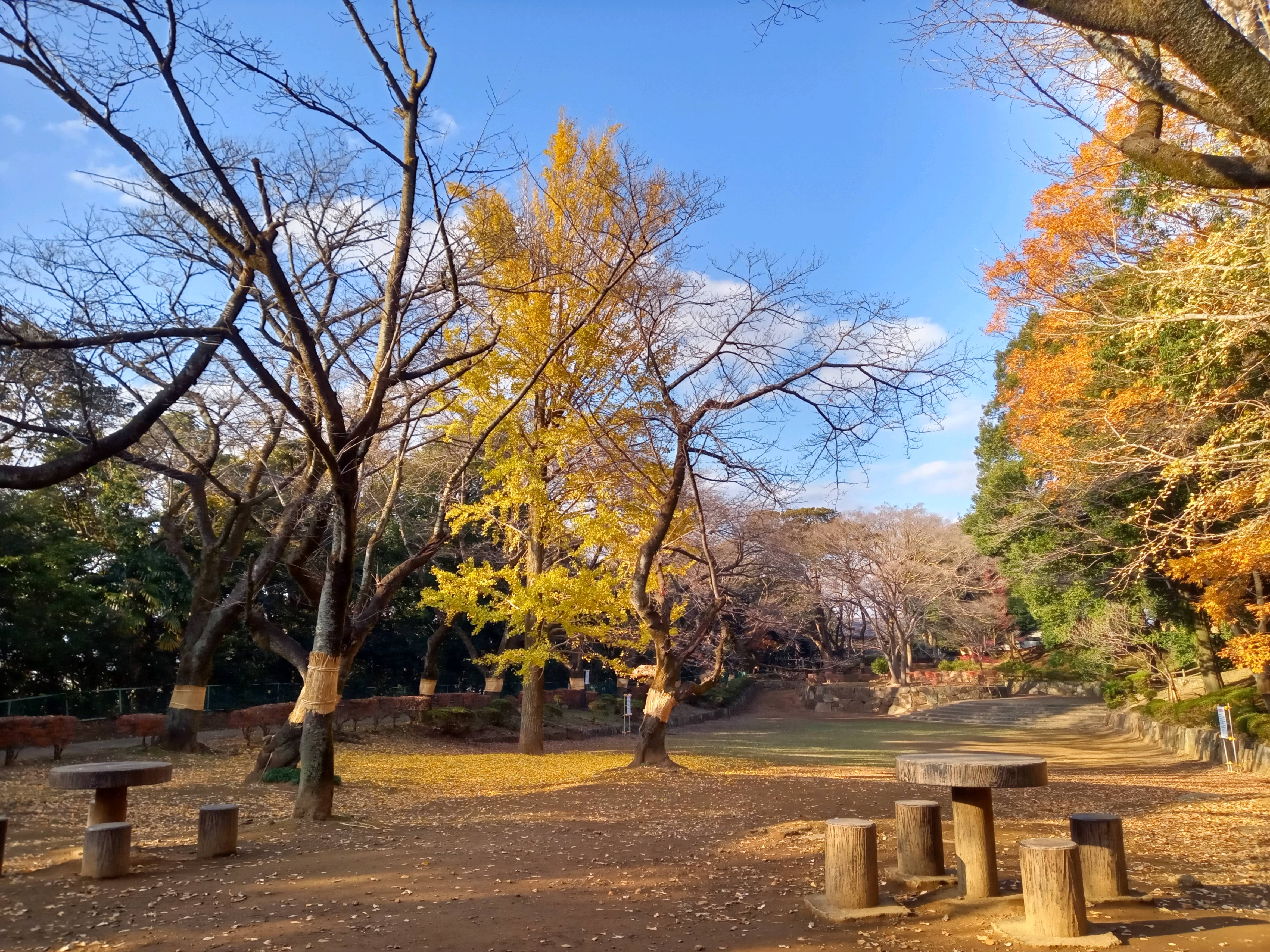 2020年秋色に色づいた里見公園の木々３６