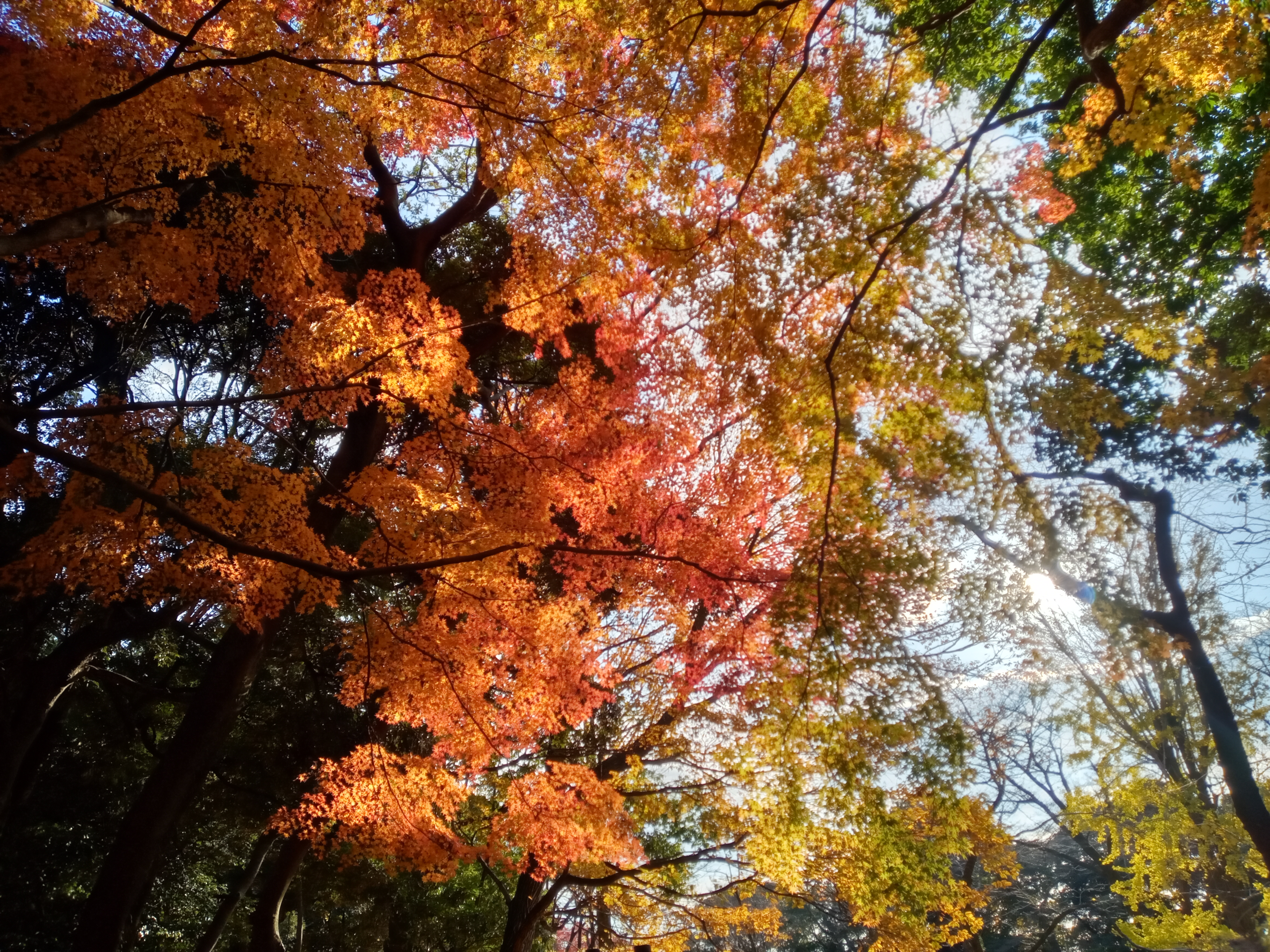 2020年秋色に色づいた里見公園の木々４３
