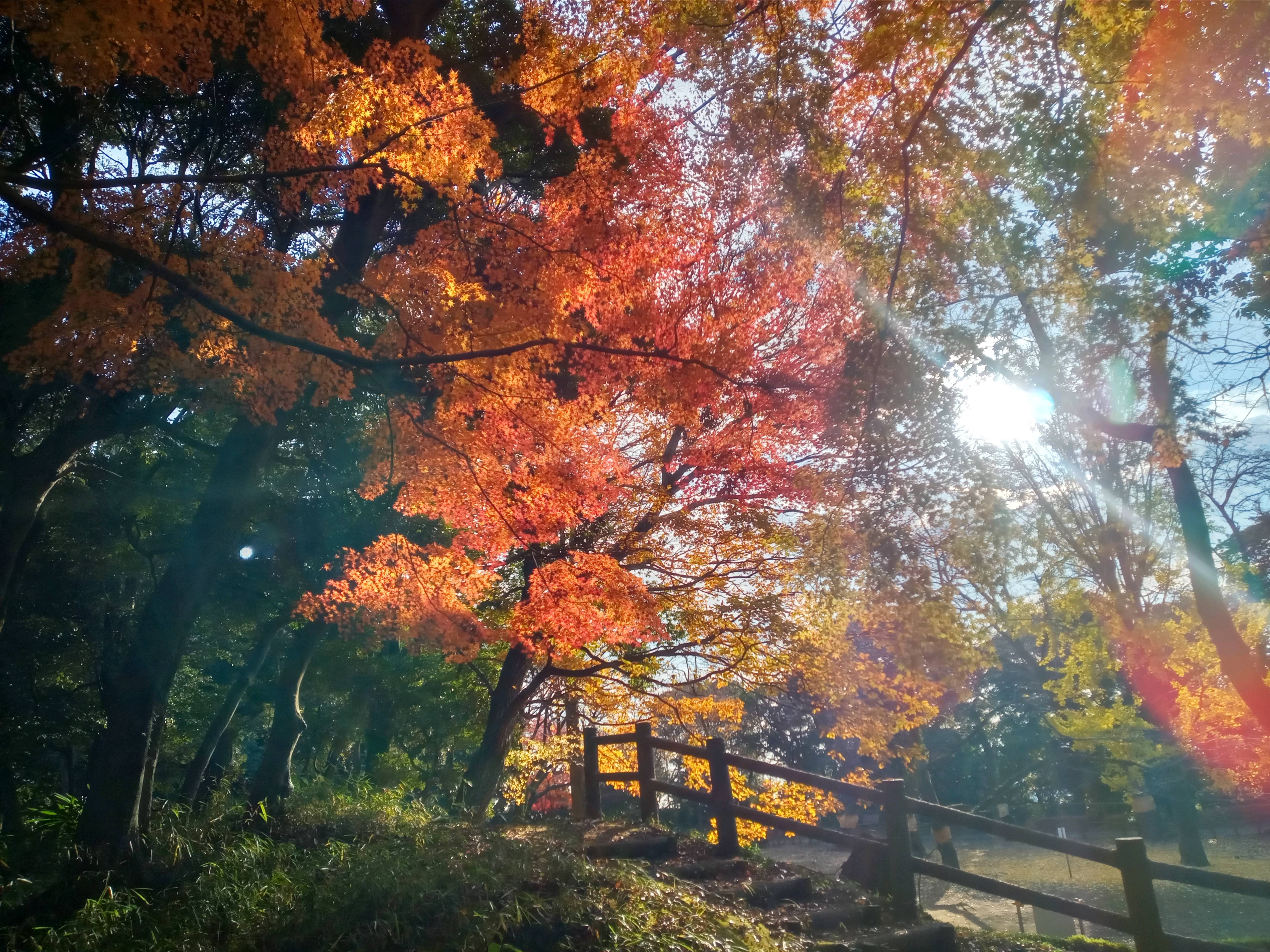2020年秋色に色づいた里見公園の木々４４