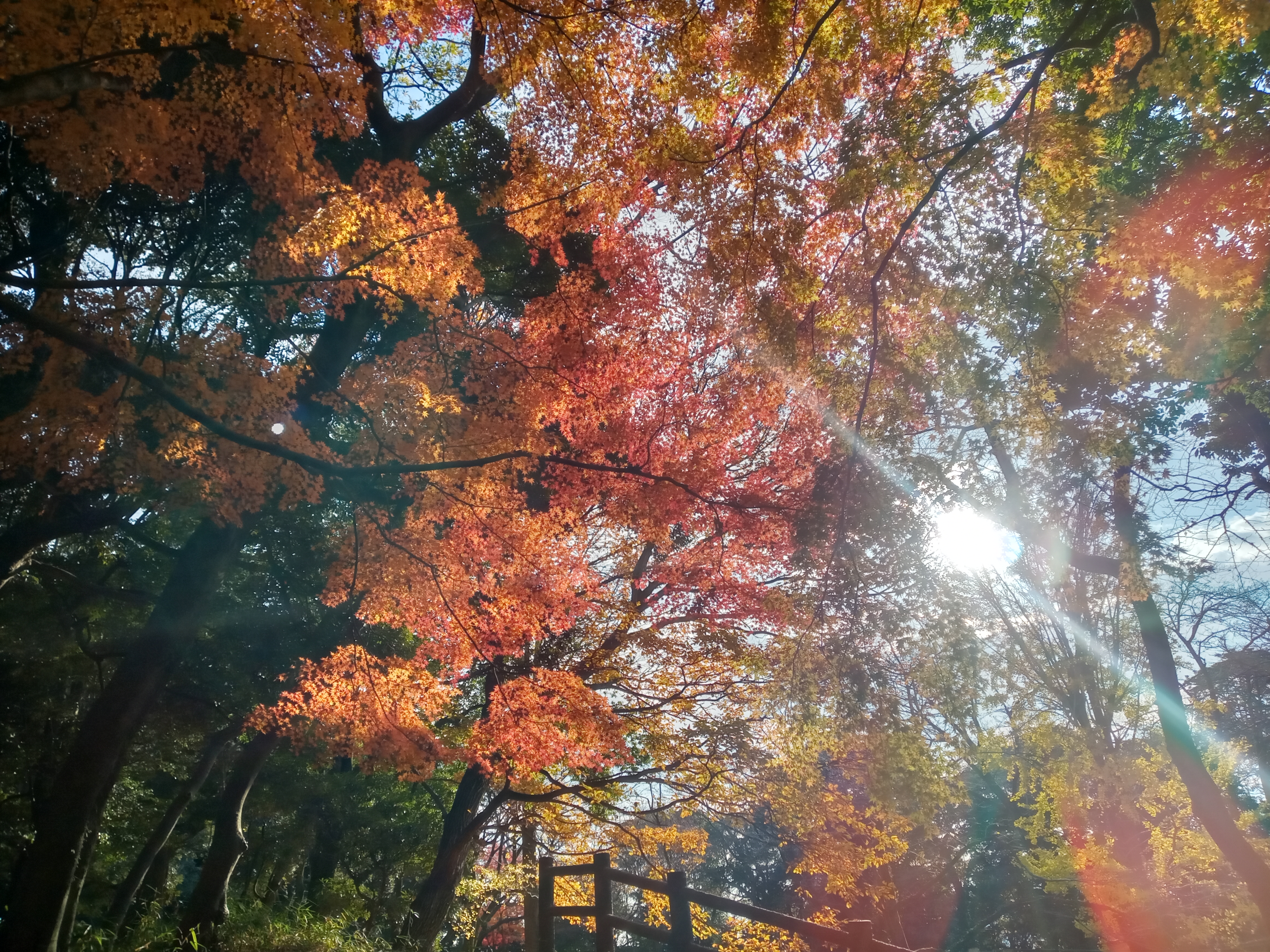 2020年秋色に色づいた里見公園の木々４５