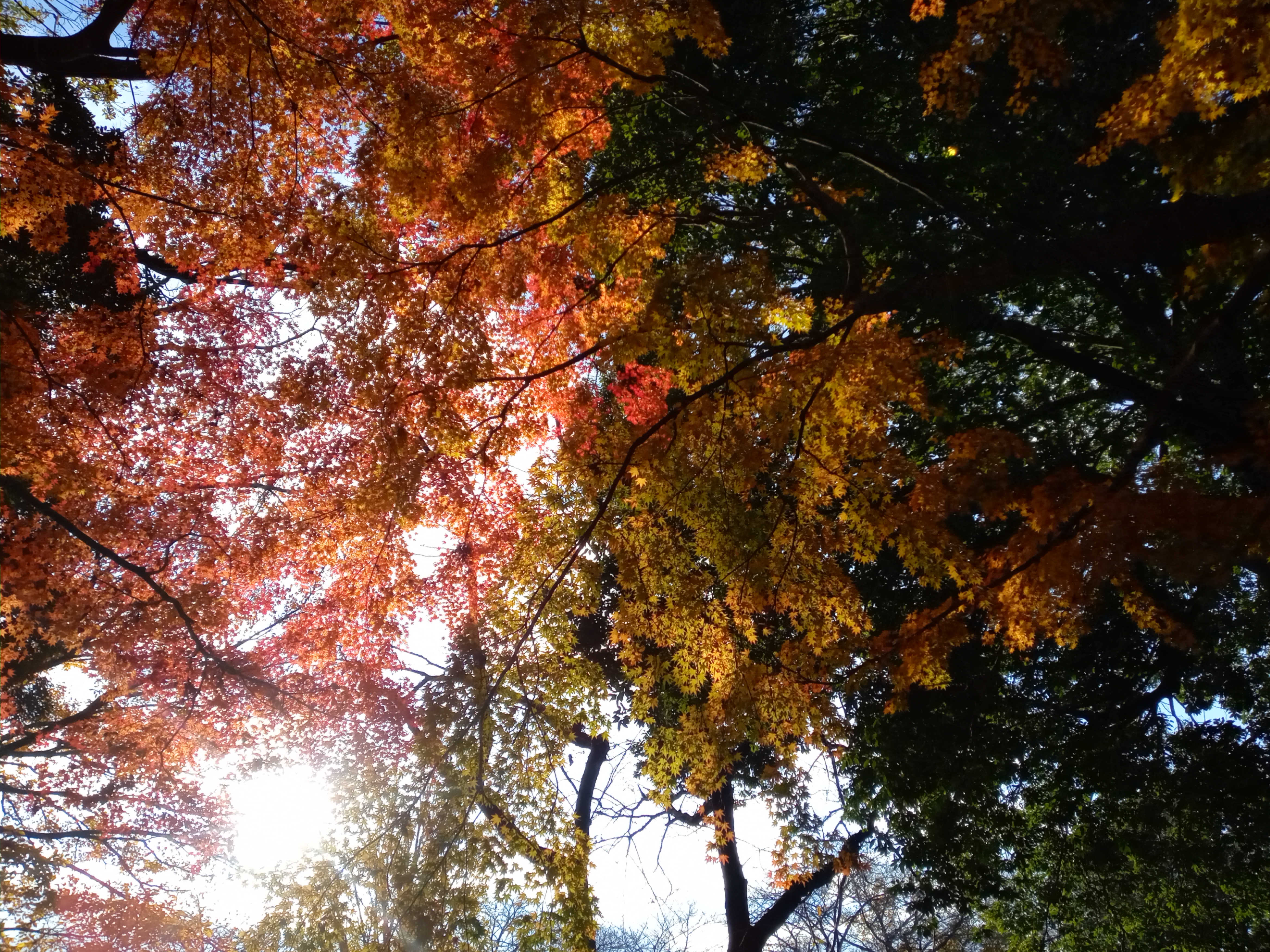 2020年秋色に色づいた里見公園の木々４９