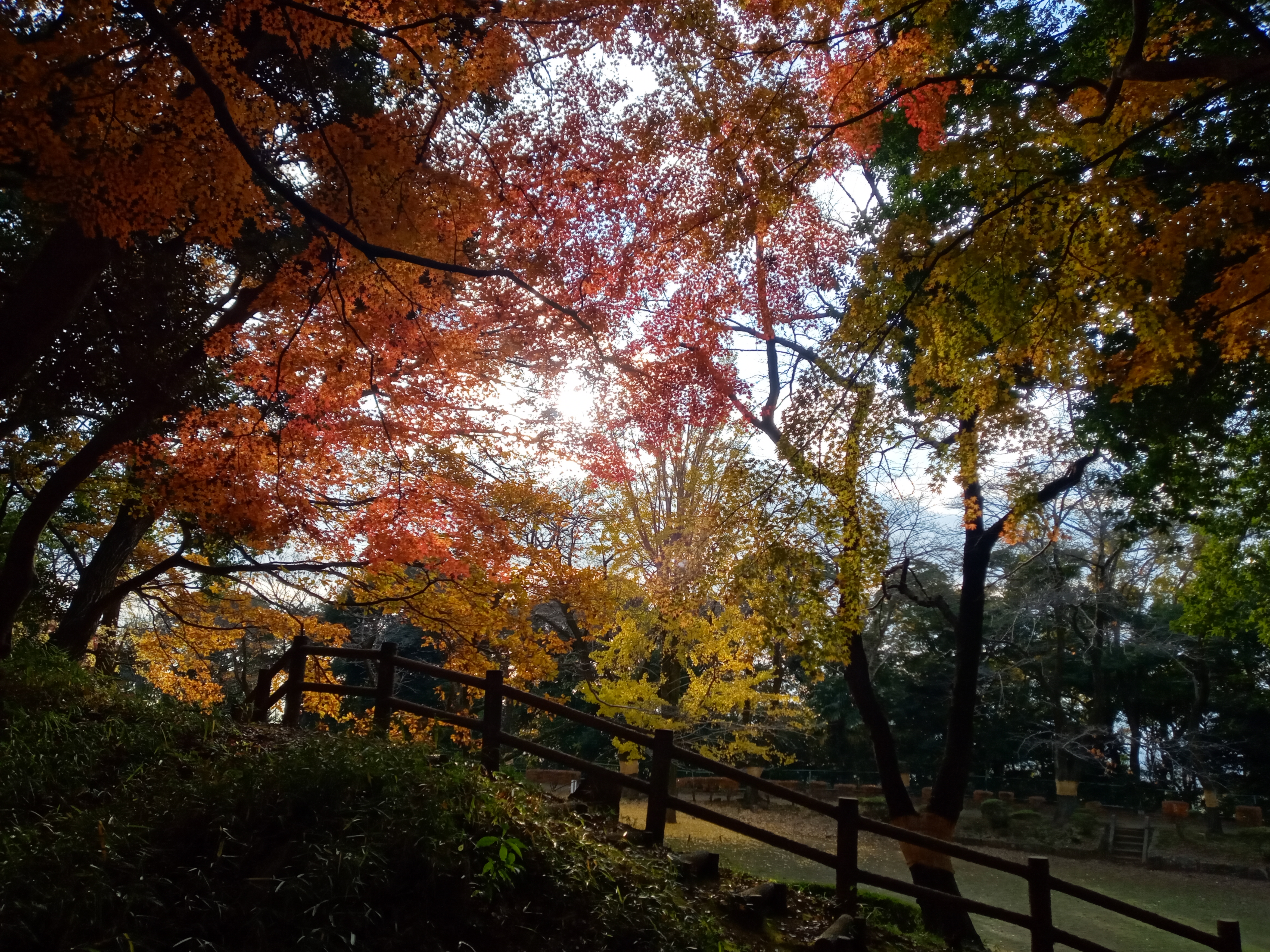 2020年秋色に色づいた里見公園の木々５４