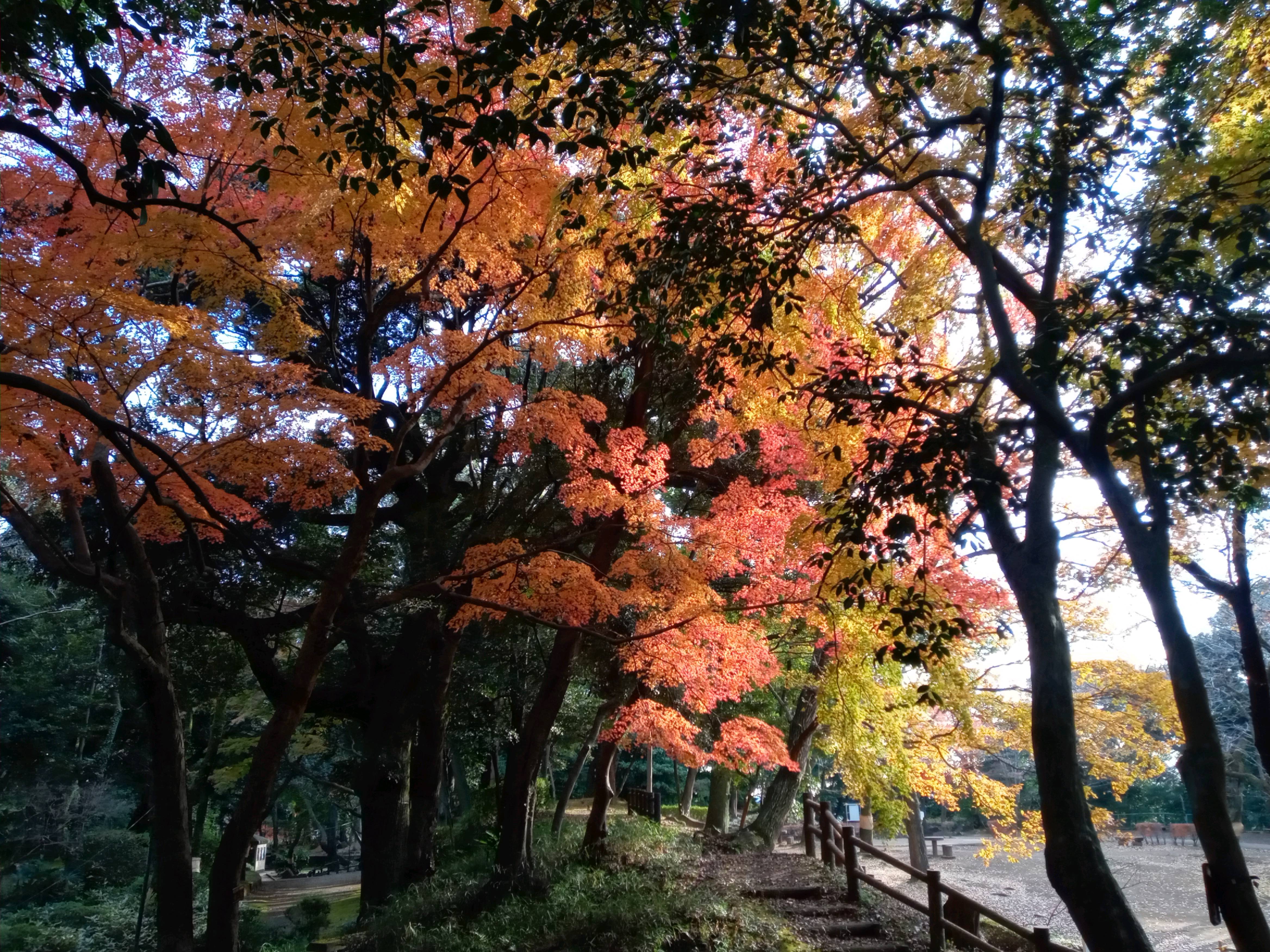 2020年秋色に色づいた里見公園の木々５８