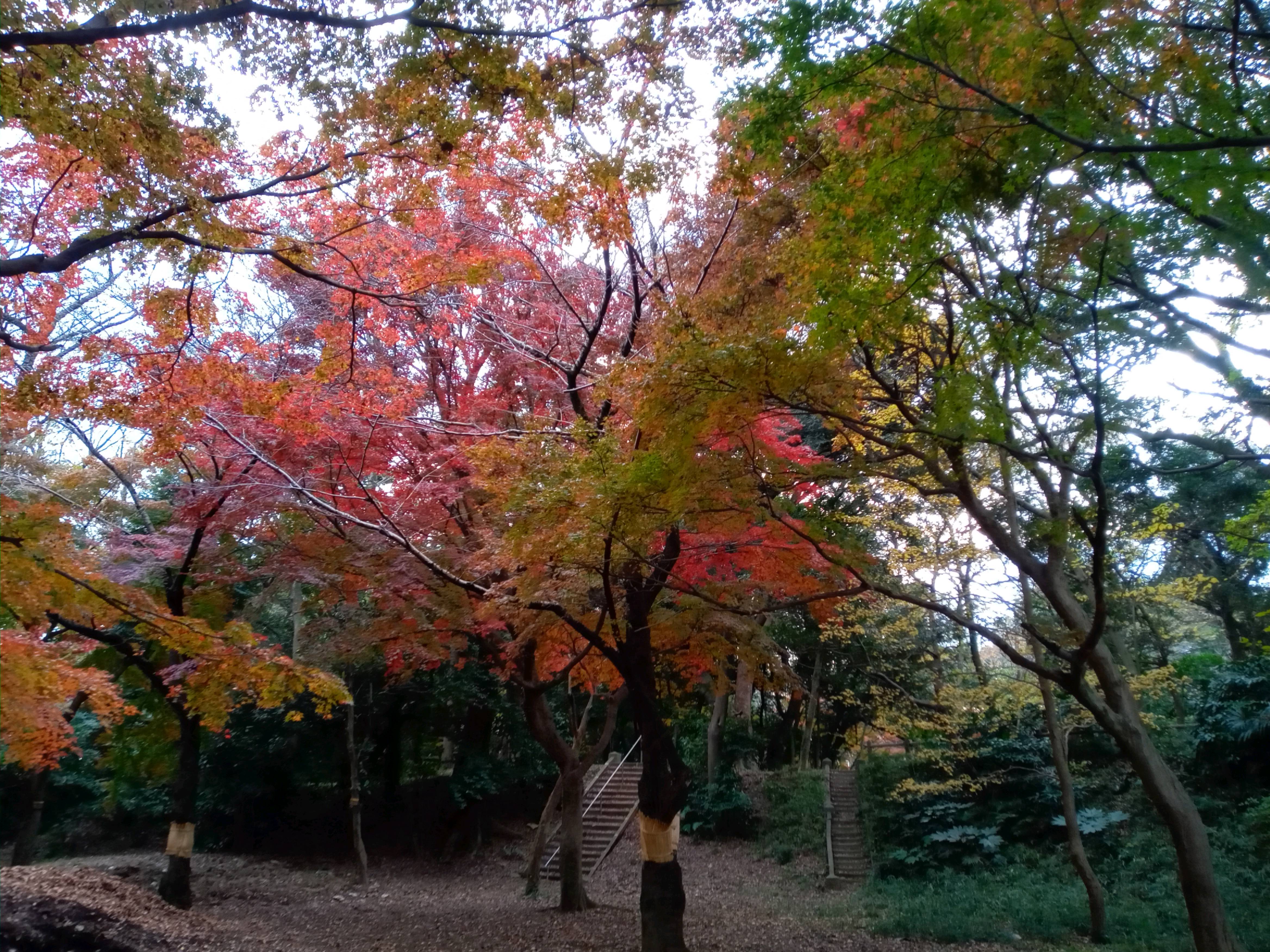 2020年秋色に色づいた里見公園の木々６０