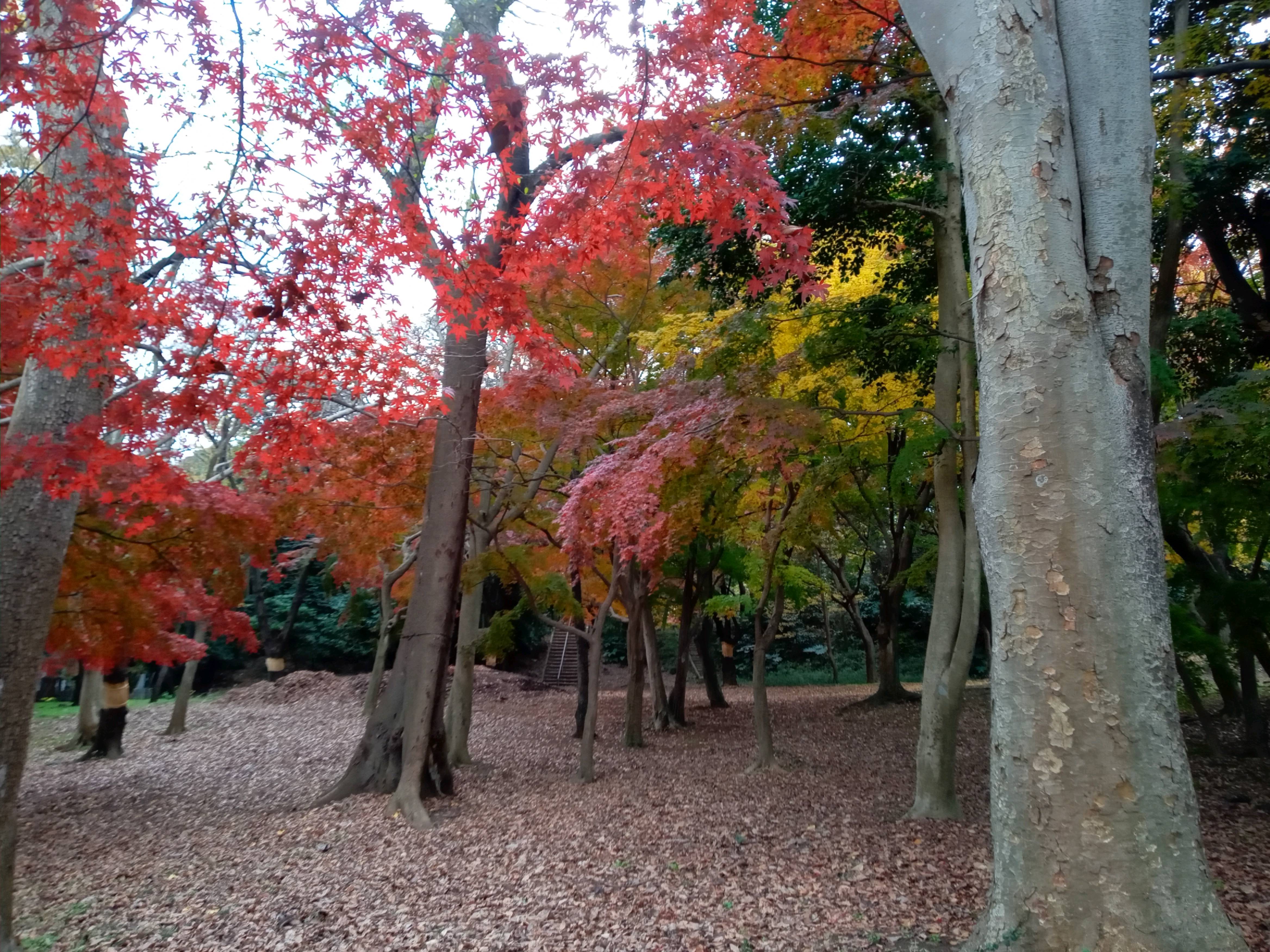2020年秋色に色づいた里見公園の木々６１