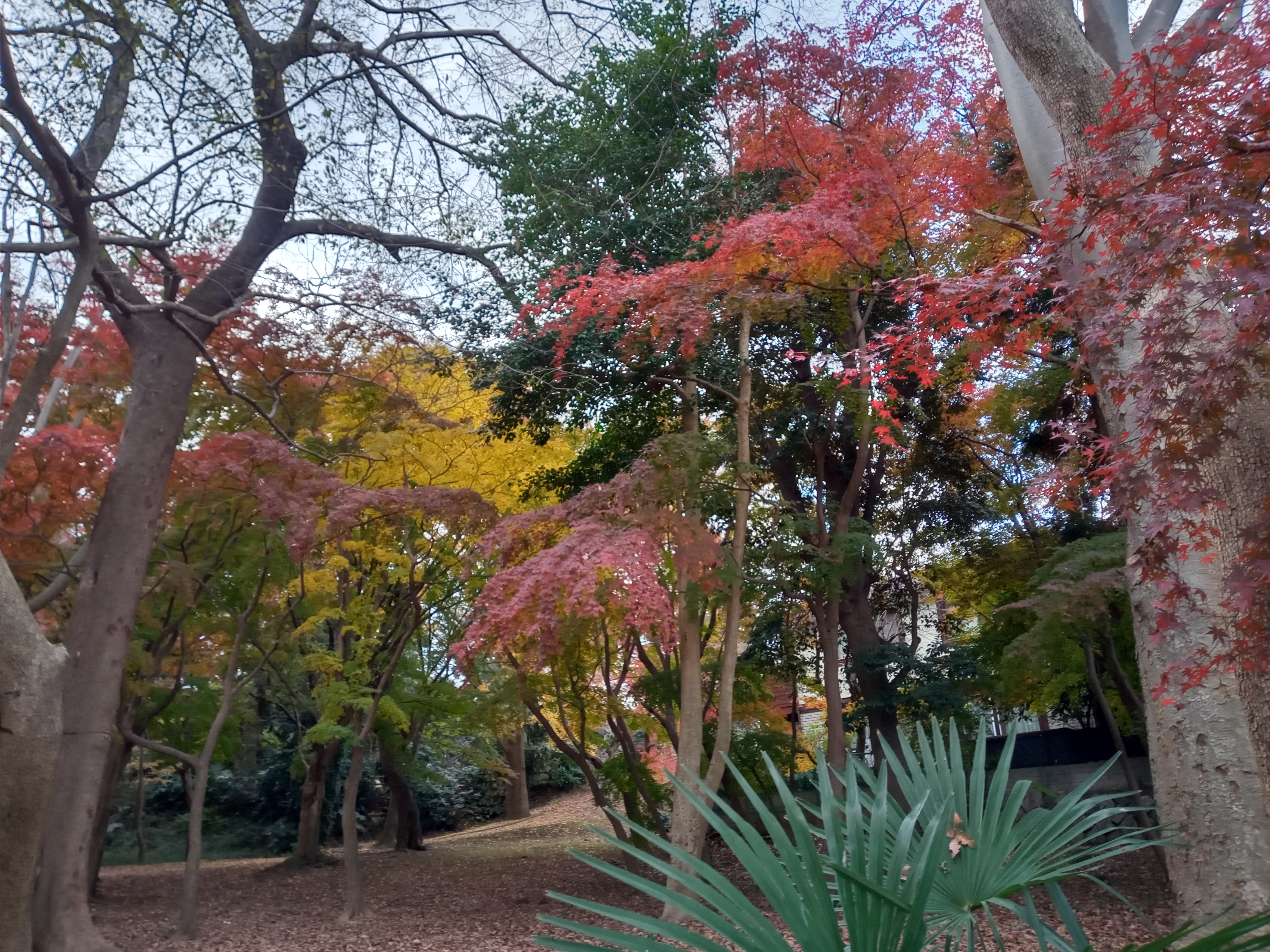 2020年秋色に色づいた里見公園の木々６２