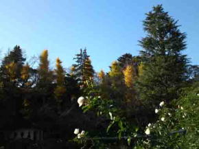 white roses and gingko trees in fall