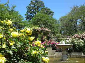 yellow roses in front of the spring